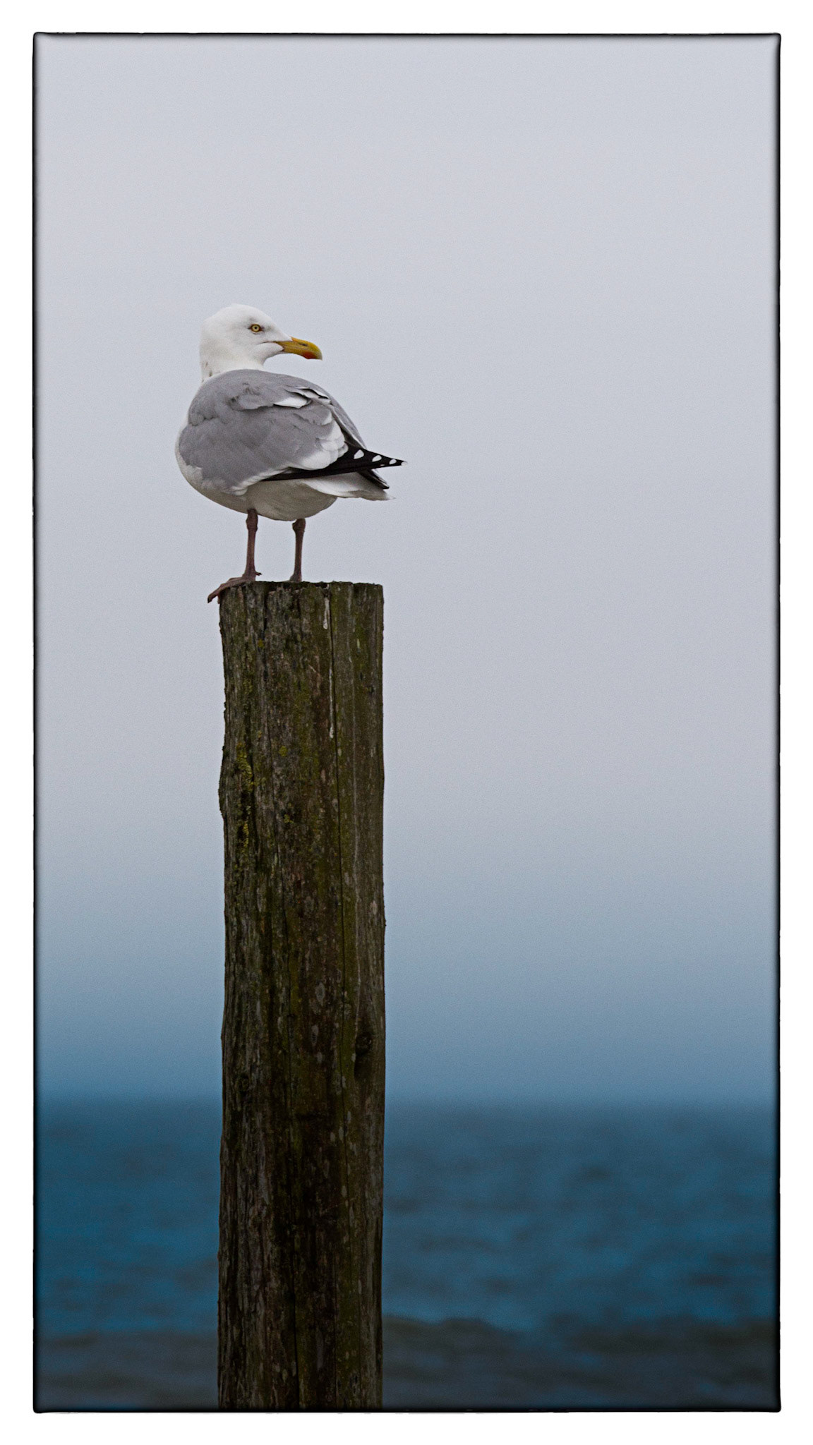 Möwe am Nordstrand der Nordseeinsel Norderney.