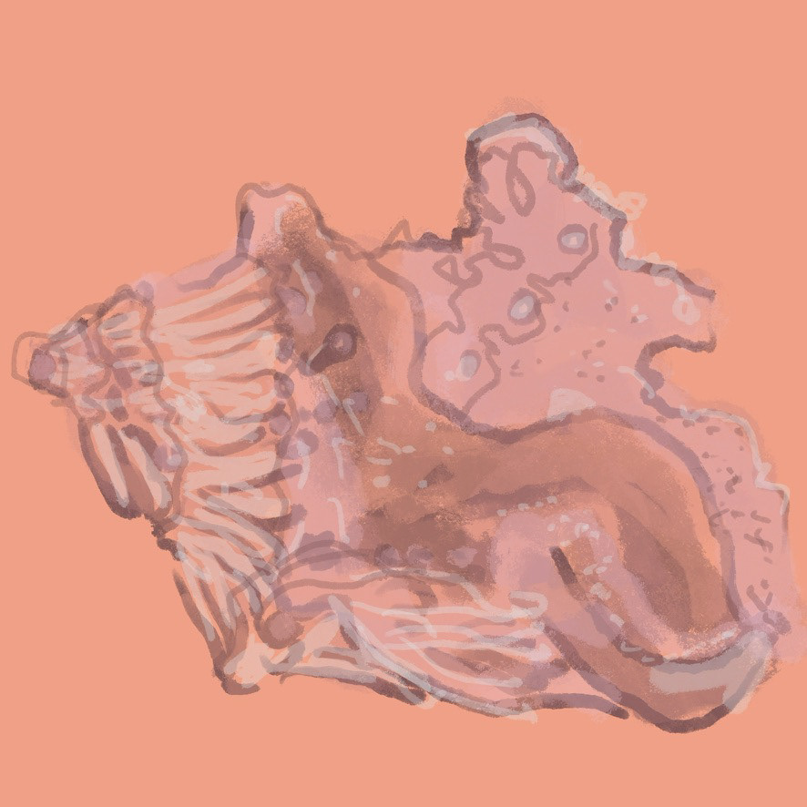 Conch Shell 2 (JA78)