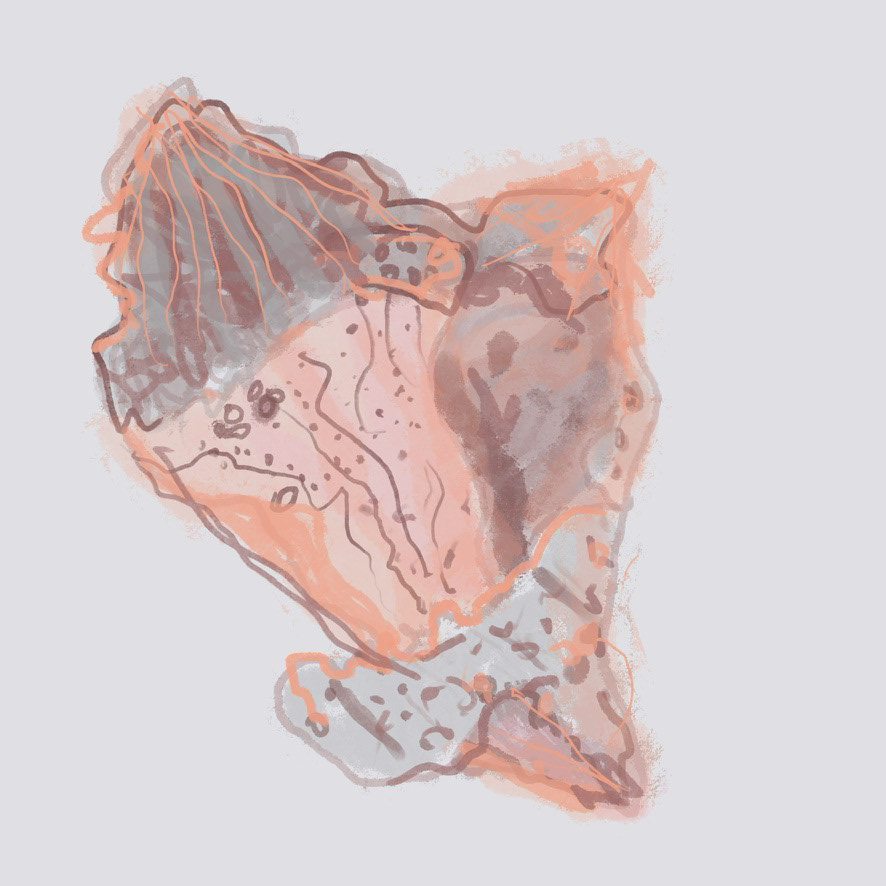Conch Shell 1 (JA77)