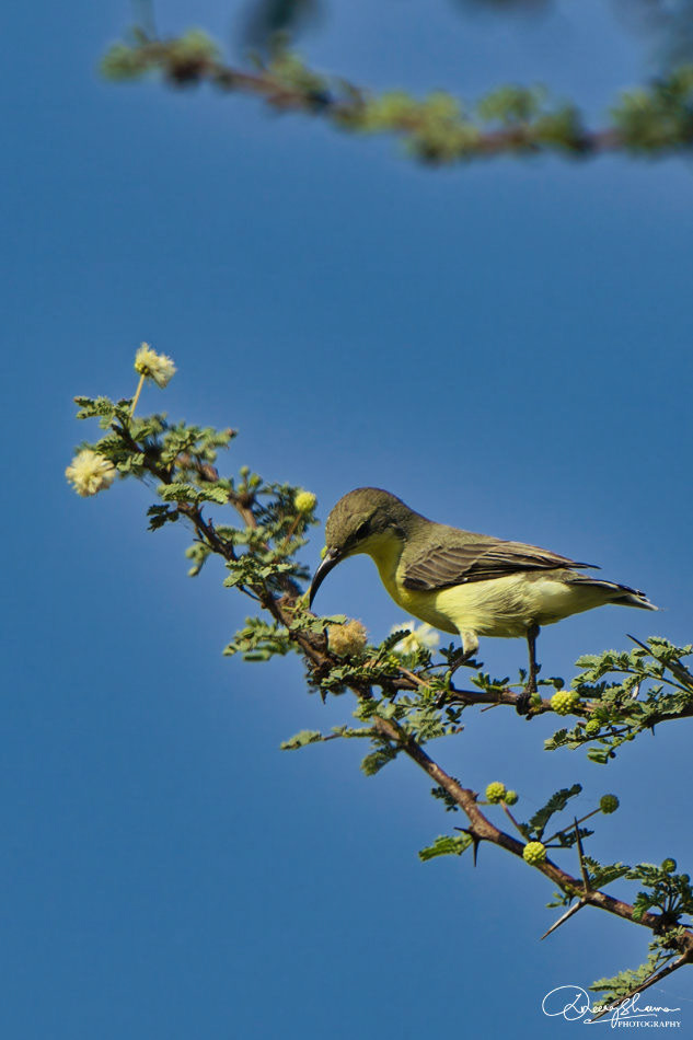 Olive-backed Sunbird