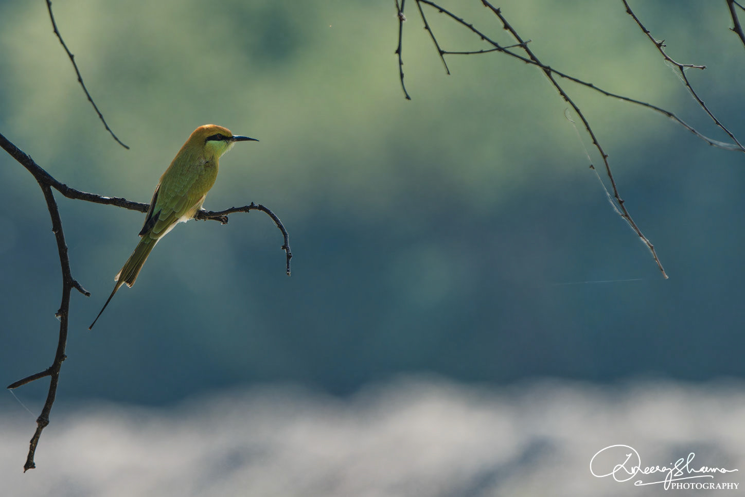 Green Bee Eater