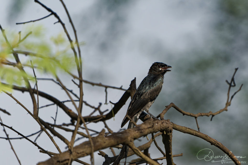 Fork Tailed Black Drongo