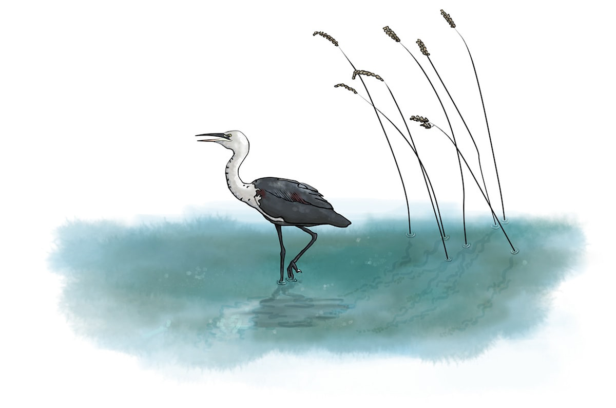 White-faced Heron