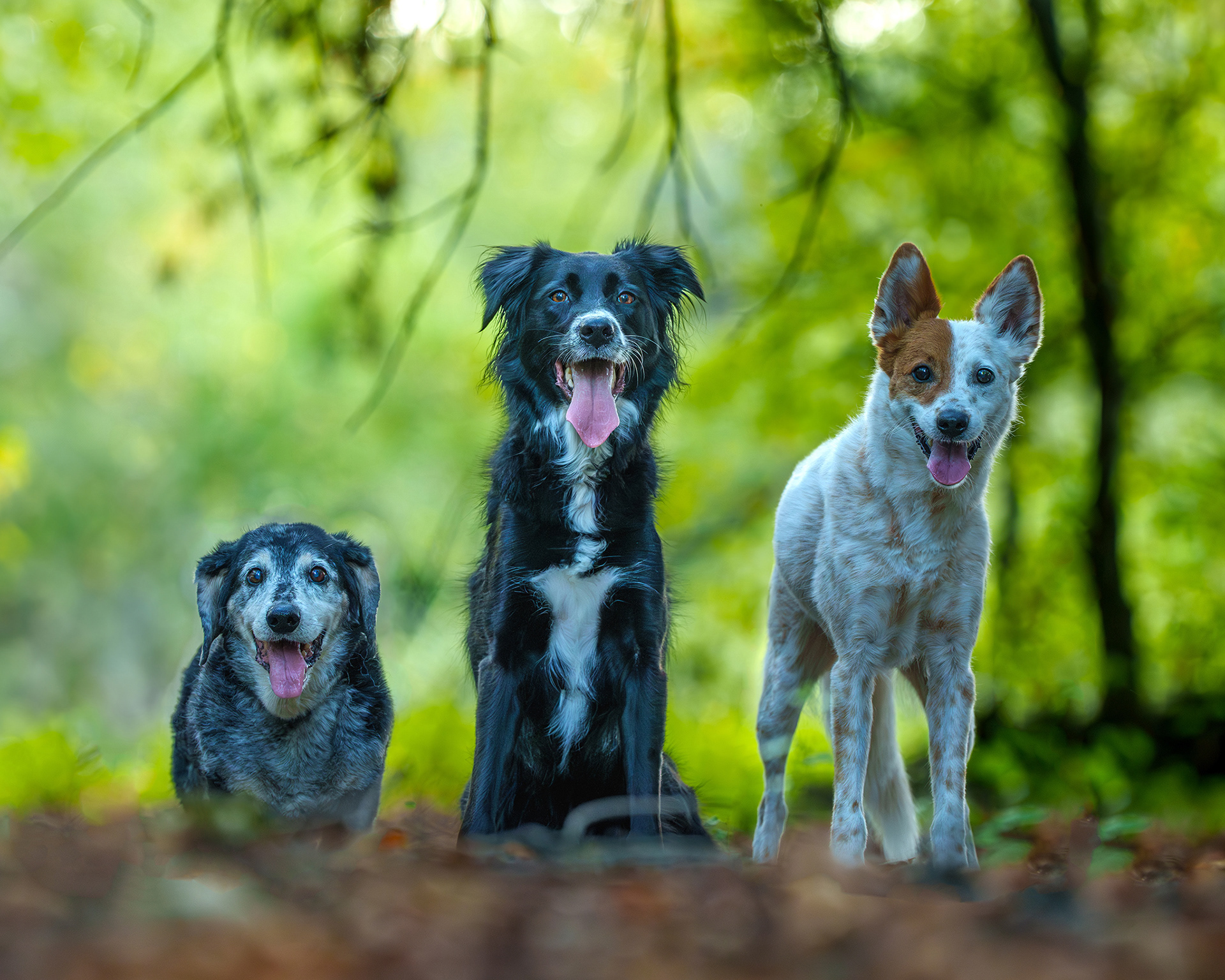 Dog, pet, photography, Dallas, North Dallas, Frisco, Plano, Allen, Richardson, Mckinney