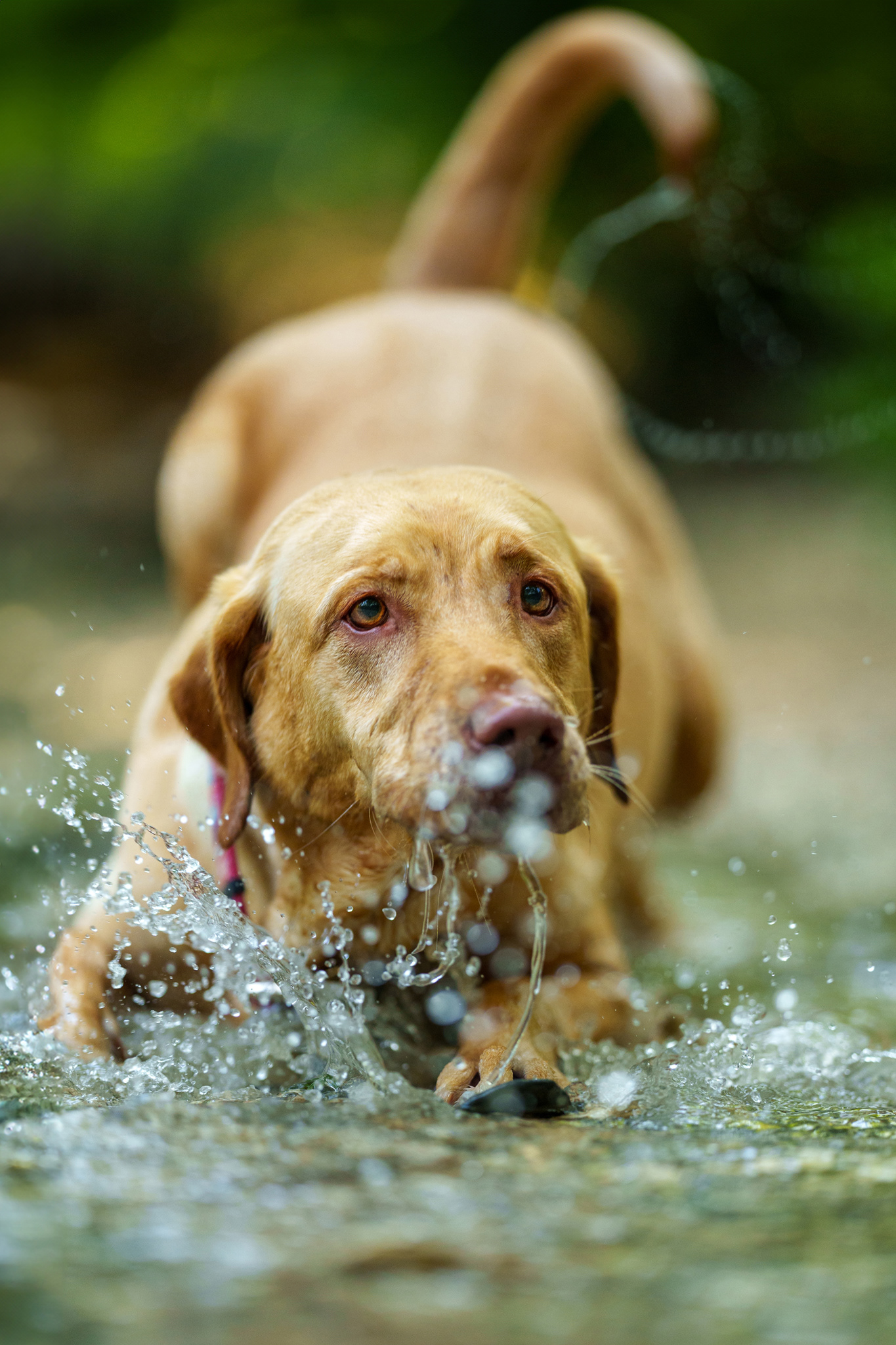 Dog, pet, photography, Dallas, North Dallas, Frisco, Plano, Allen, Richardson, Mckinney