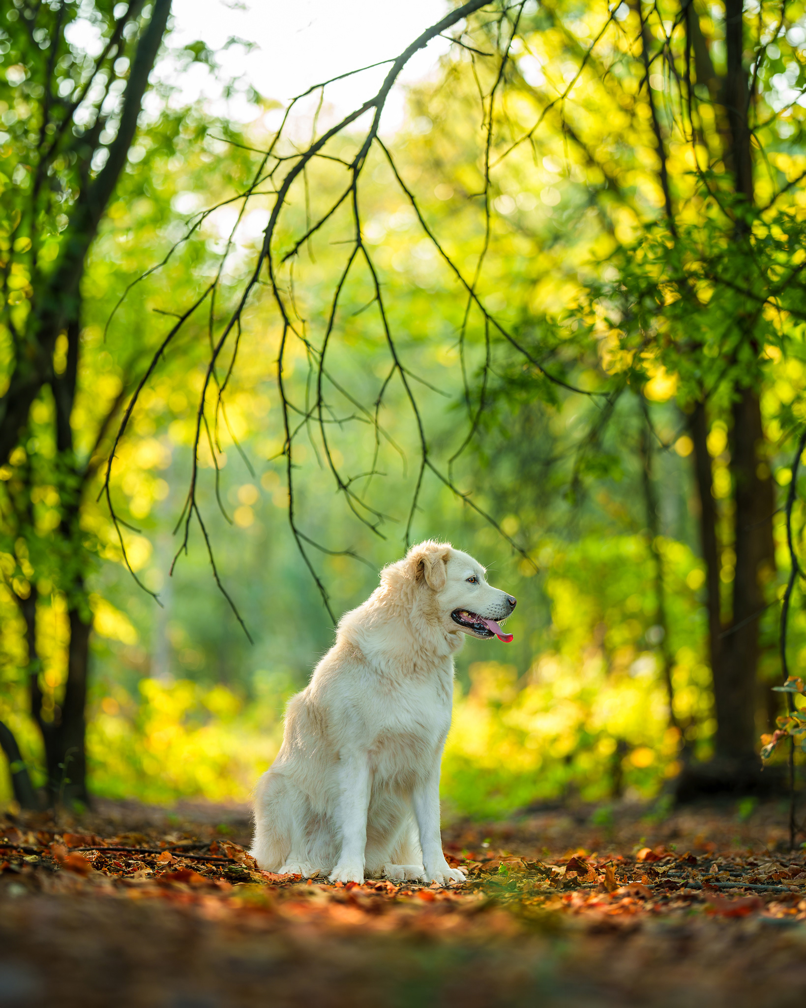 Dog, pet, photography, Dallas, North Dallas, Frisco, Plano, Allen, Richardson, Mckinney