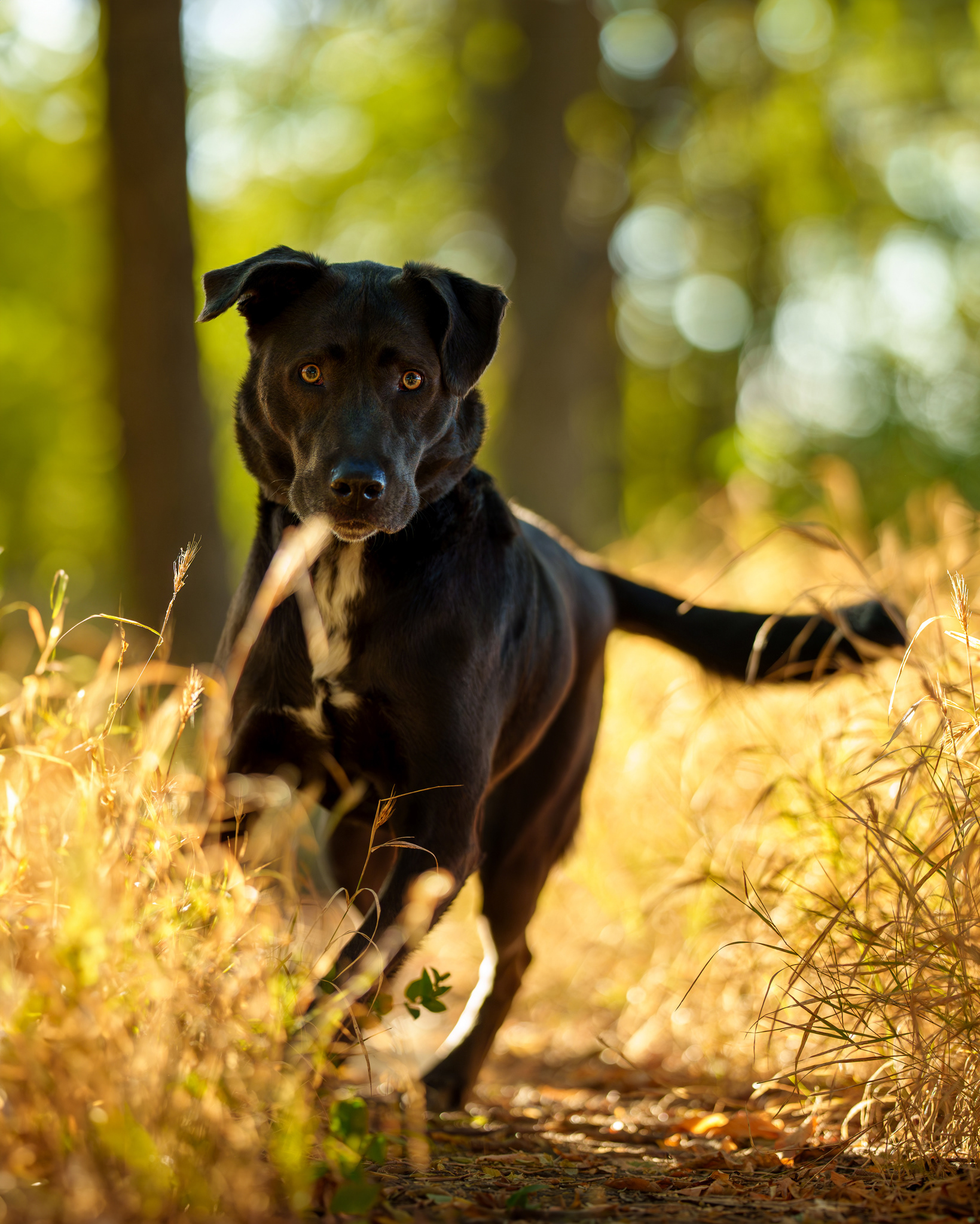 Dog, pet, photography, Dallas, North Dallas, Frisco, Plano, Allen, Richardson, Mckinney