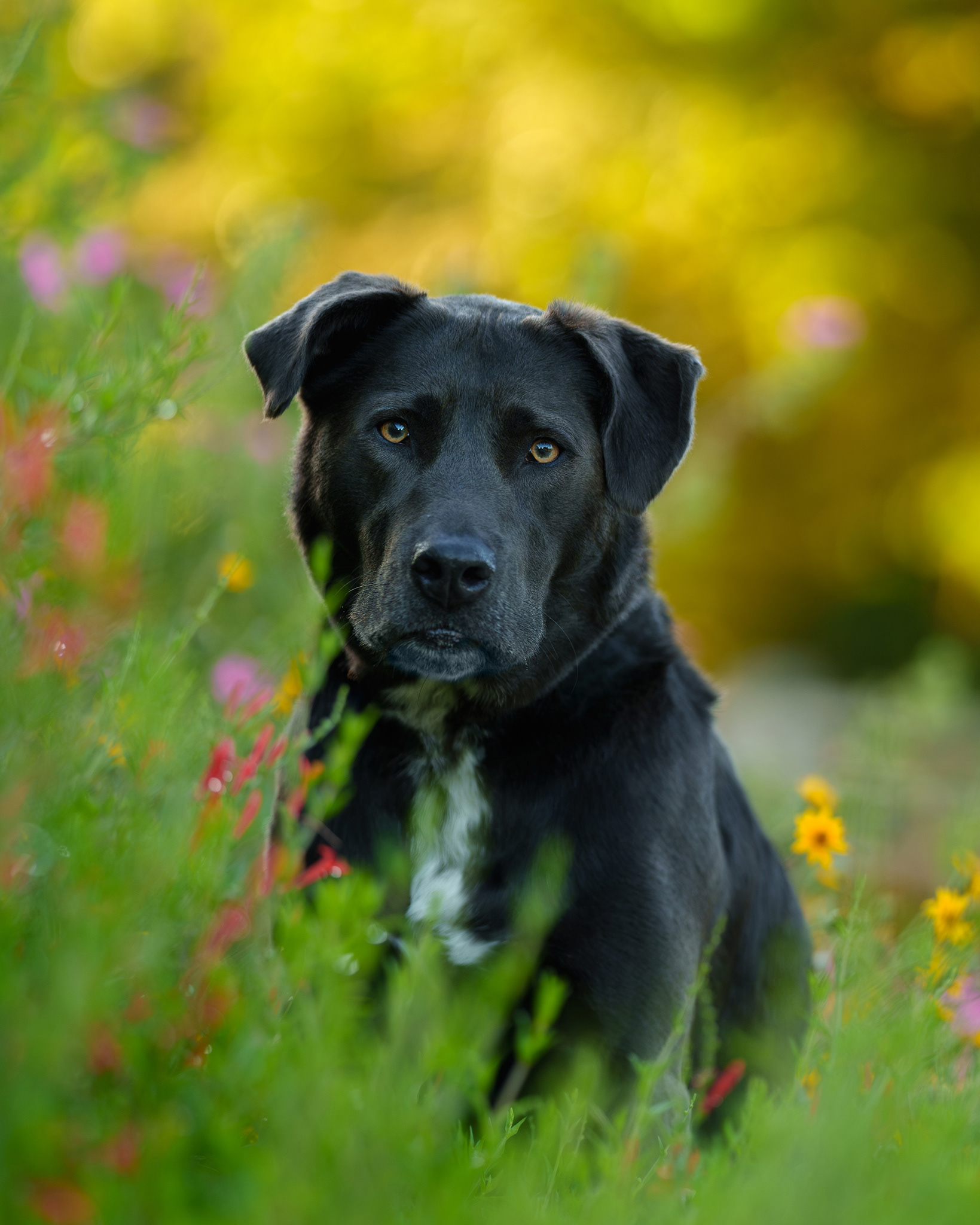 Dog, pet, photography, Dallas, North Dallas, Frisco, Plano, Allen, Richardson, Mckinney