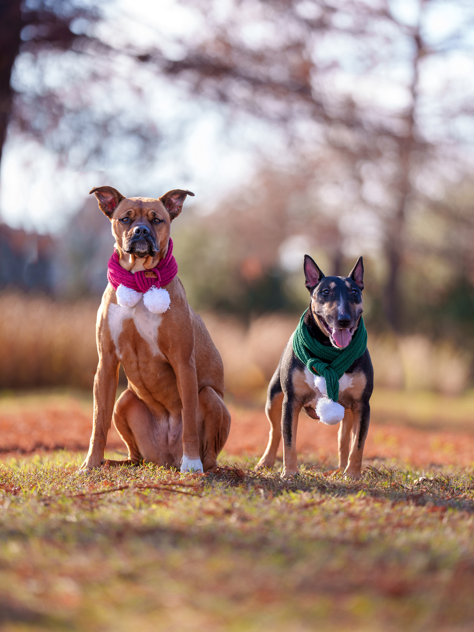 Dog, pet, photography, Dallas, North Dallas, Frisco, Plano, Allen, Richardson, Mckinney