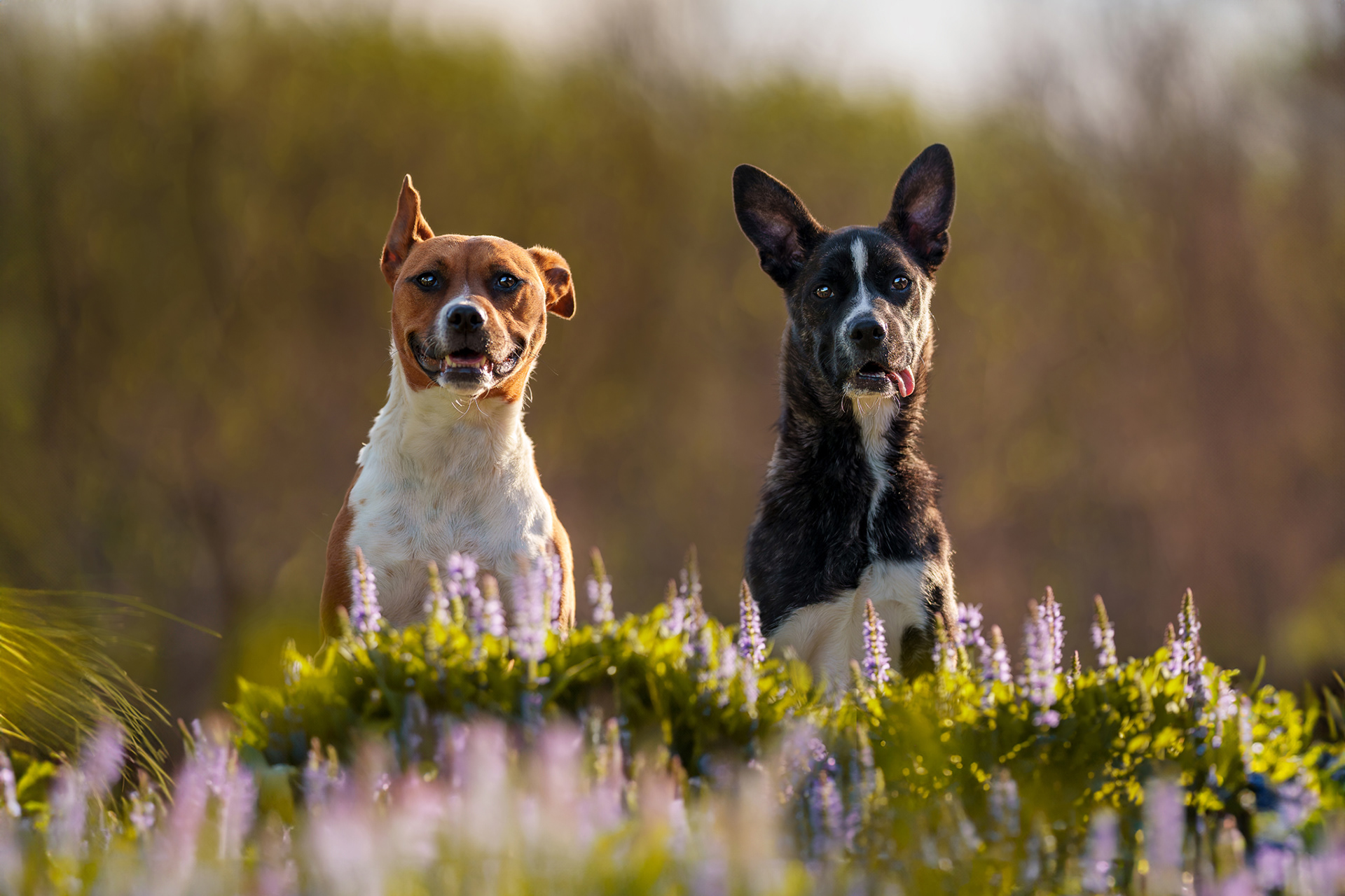 Dog, pet, photography, Dallas, North Dallas, Frisco, Plano, Allen, Richardson, Mckinney