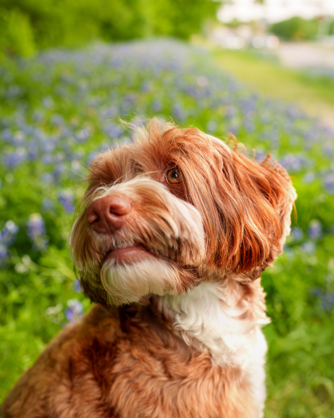 Dog, pet, photography, Dallas, North Dallas, Frisco, Plano, Allen, Richardson, Mckinney