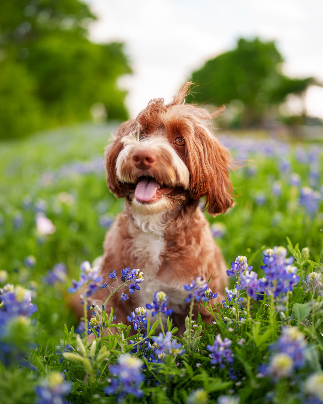 Dog, pet, photography, Dallas, North Dallas, Frisco, Plano, Allen, Richardson, Mckinney