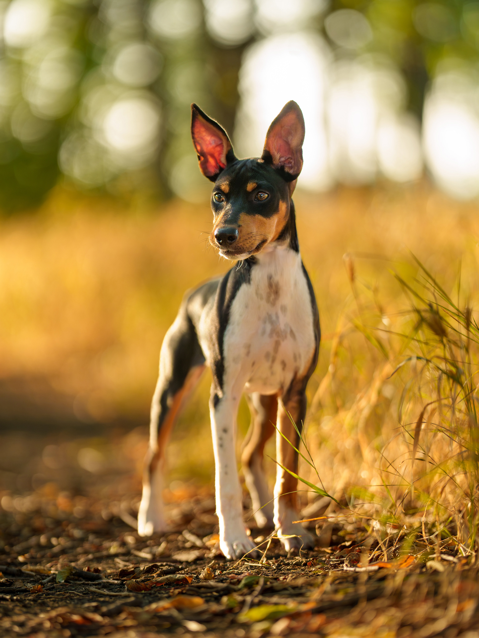 Dog, pet, photography, Dallas, North Dallas, Frisco, Plano, Allen, Richardson, Mckinney