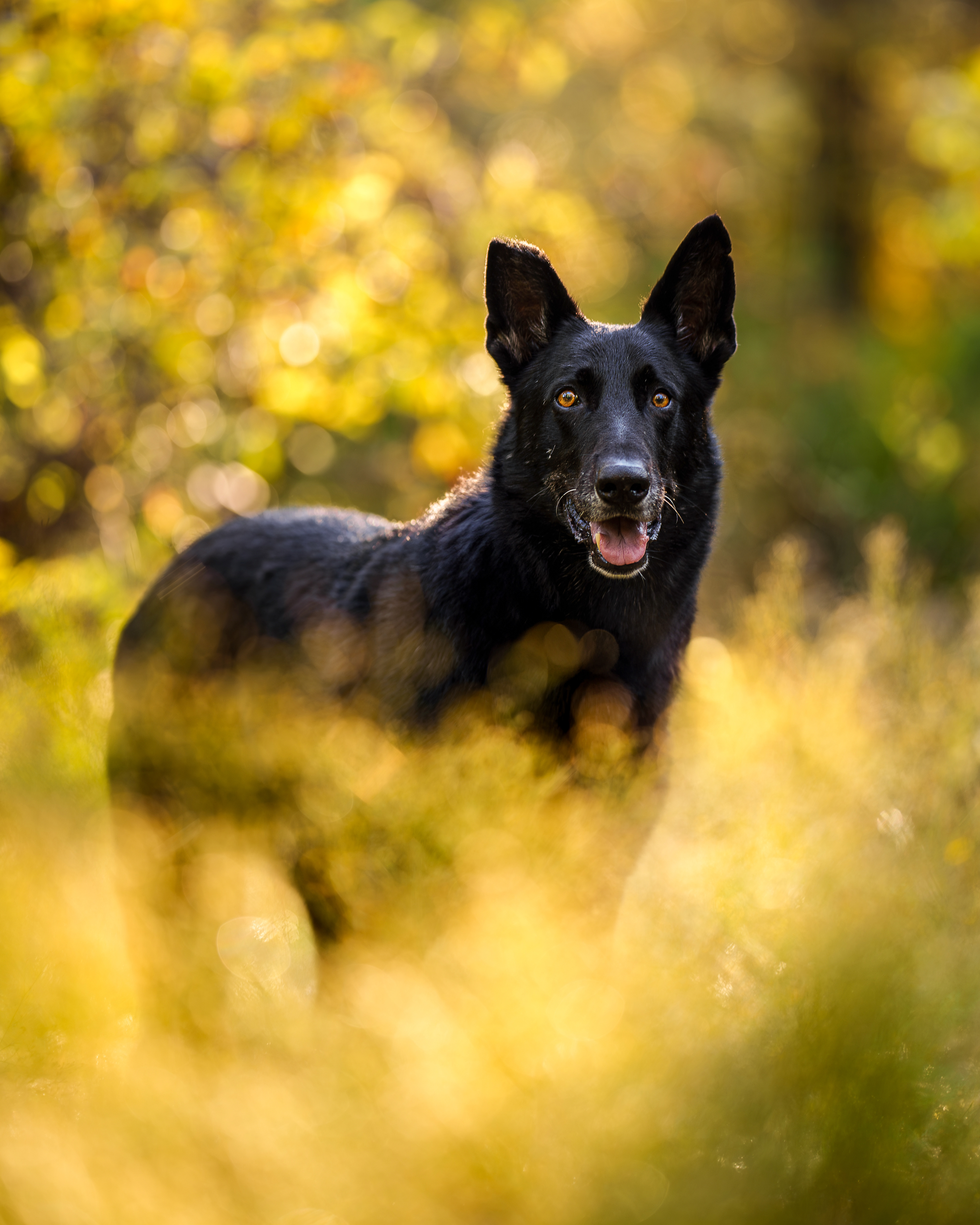 Dog, pet, photography, Dallas, North Dallas, Frisco, Plano, Allen, Richardson, Mckinney