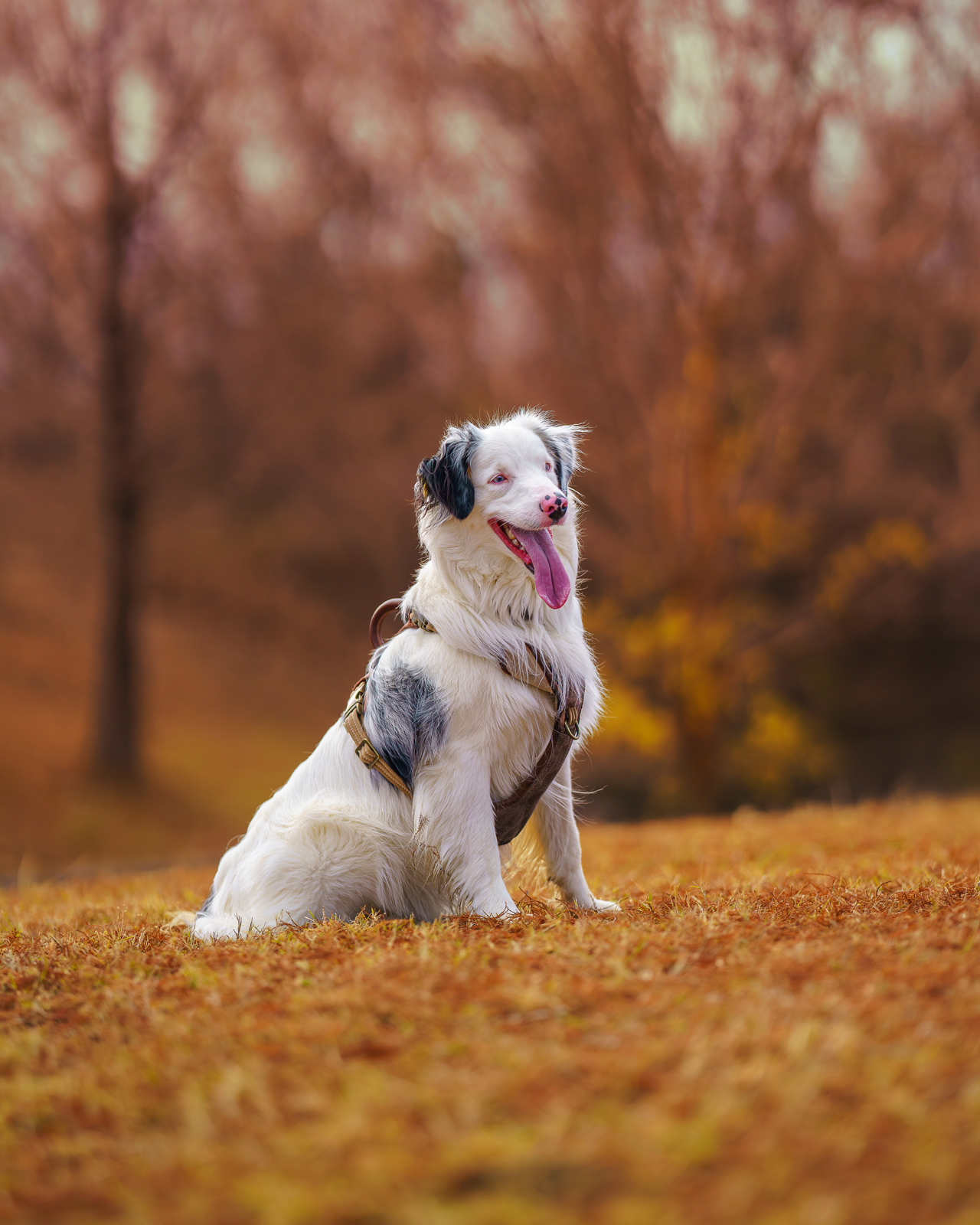 Dog, pet, photography, Dallas, North Dallas, Frisco, Plano, Allen, Richardson, Mckinney