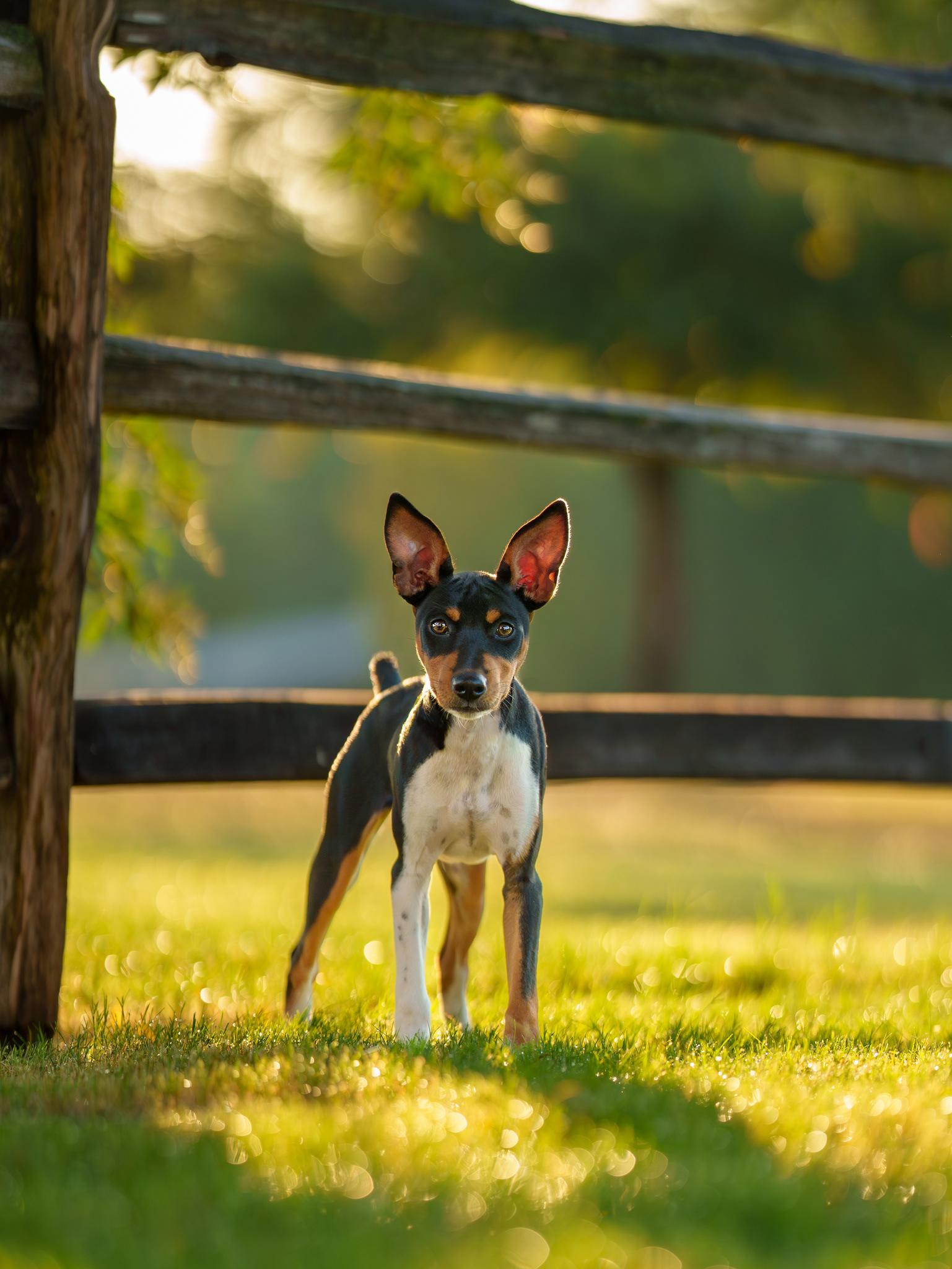 Dog, pet, photography, Dallas, North Dallas, Frisco, Plano, Allen, Richardson, Mckinney