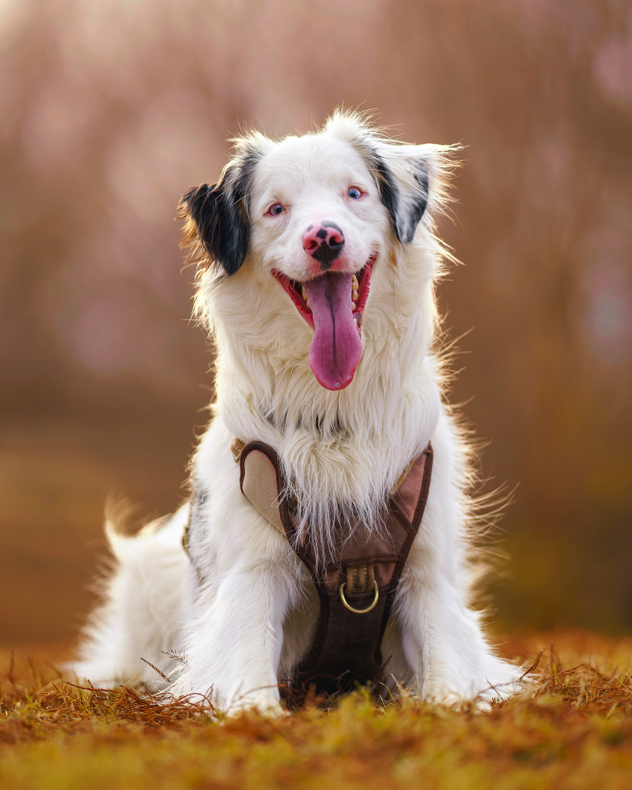 Dog, pet, photography, Dallas, North Dallas, Frisco, Plano, Allen, Richardson, Mckinney