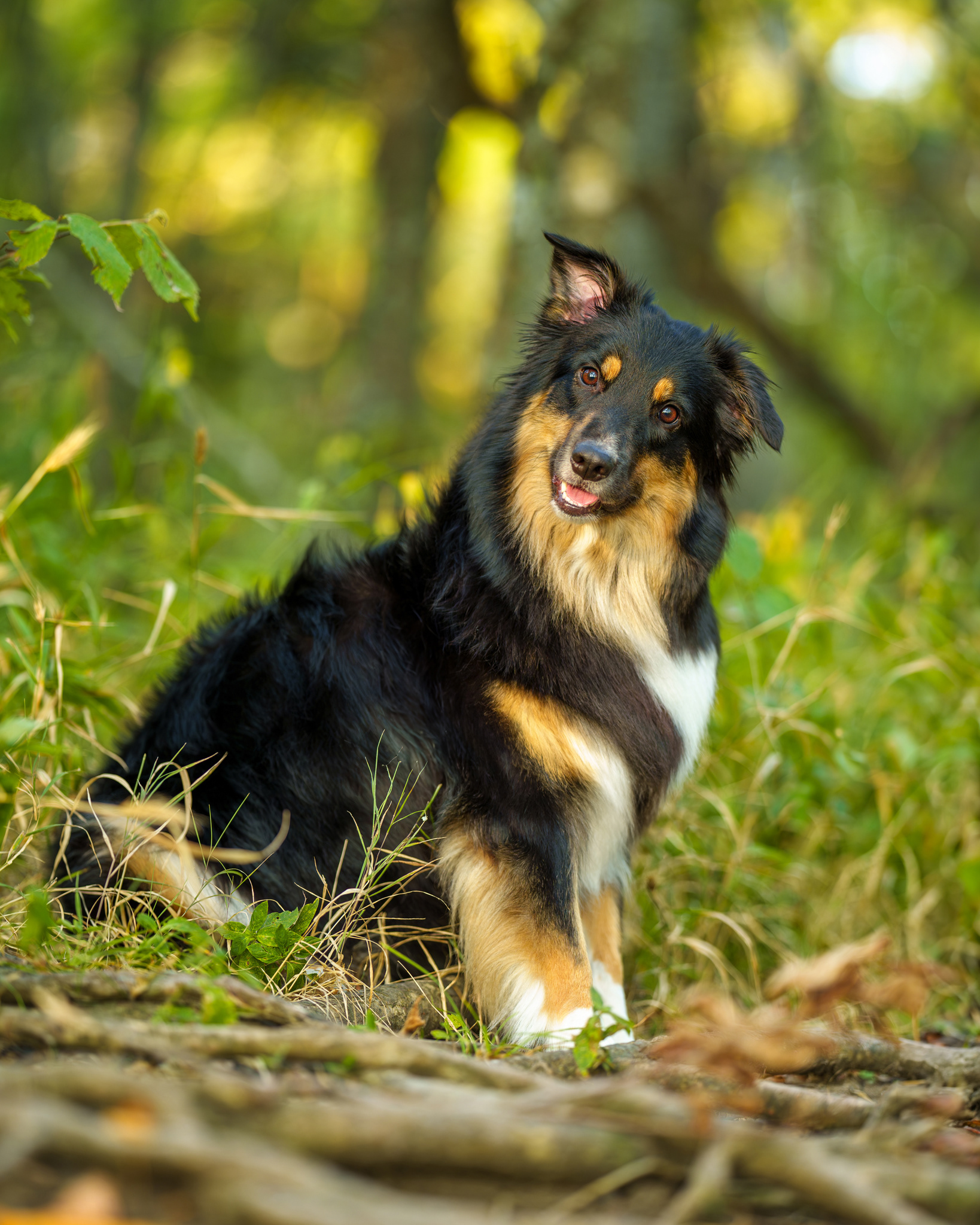 Dog, pet, photography, Dallas, North Dallas, Frisco, Plano, Allen, Richardson, Mckinney