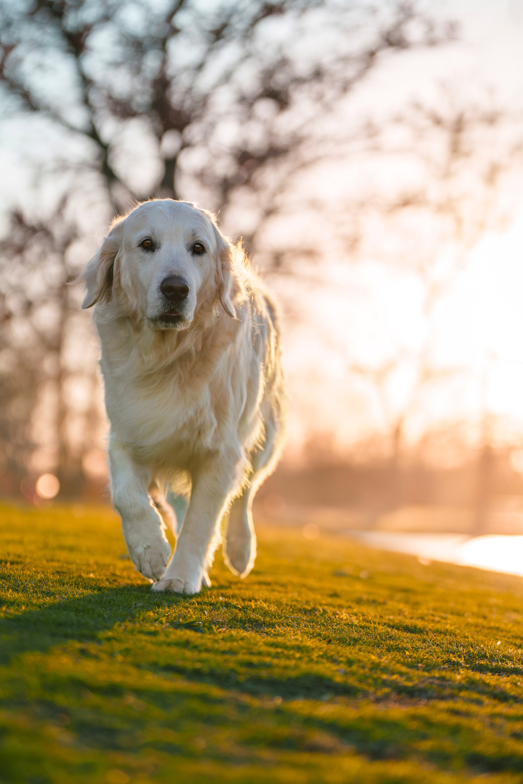 Dog, pet, photography, Dallas, North Dallas, Frisco, Plano, Allen, Richardson, Mckinney