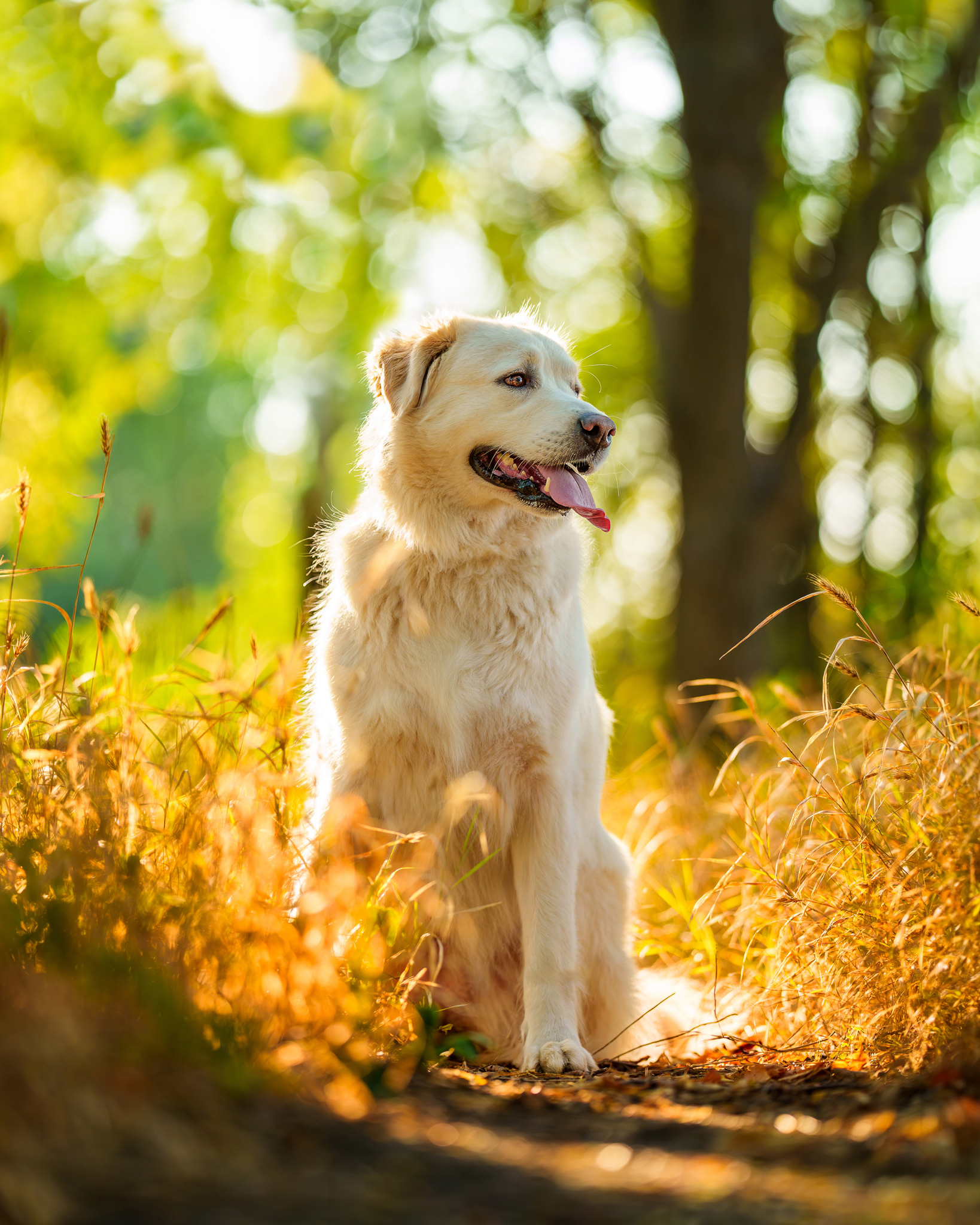 Dog, pet, photography, Dallas, North Dallas, Frisco, Plano, Allen, Richardson, Mckinney