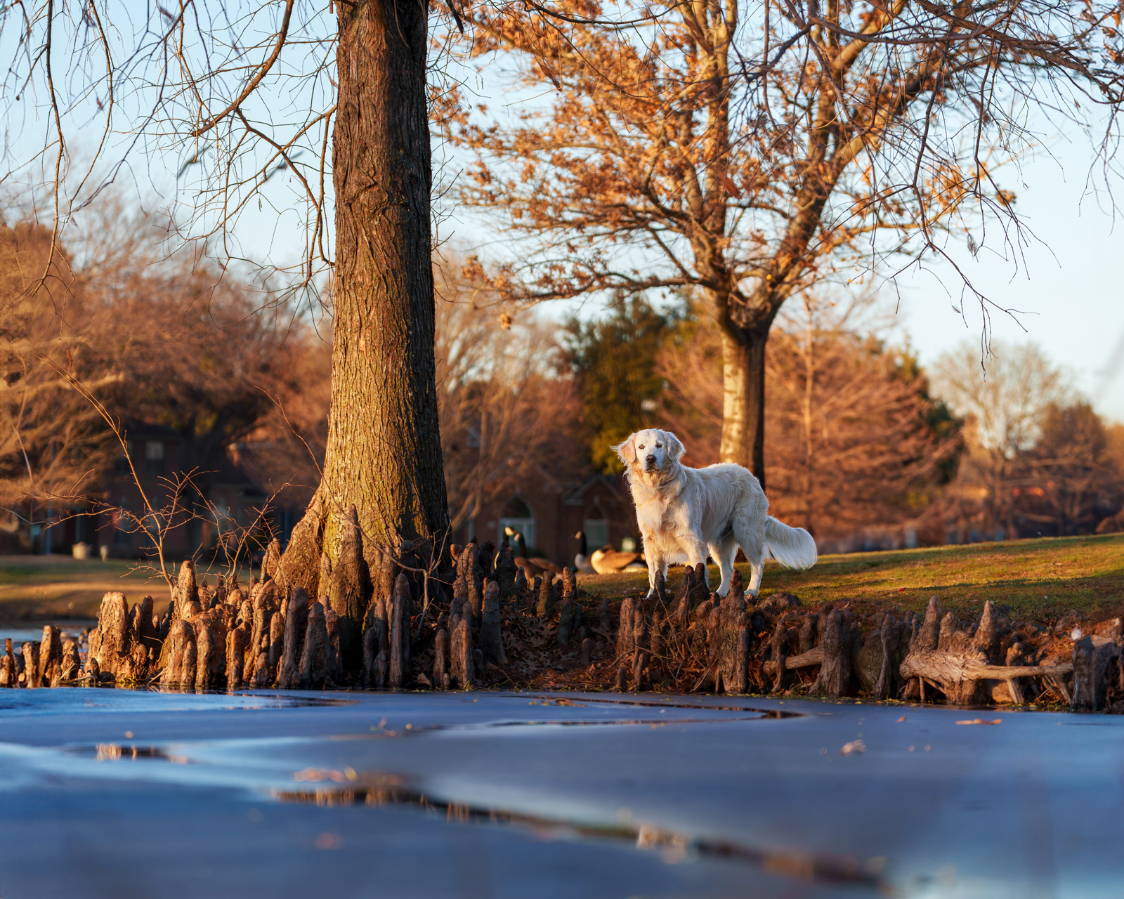 Dog, pet, photography, Dallas, North Dallas, Frisco, Plano, Allen, Richardson, Mckinney