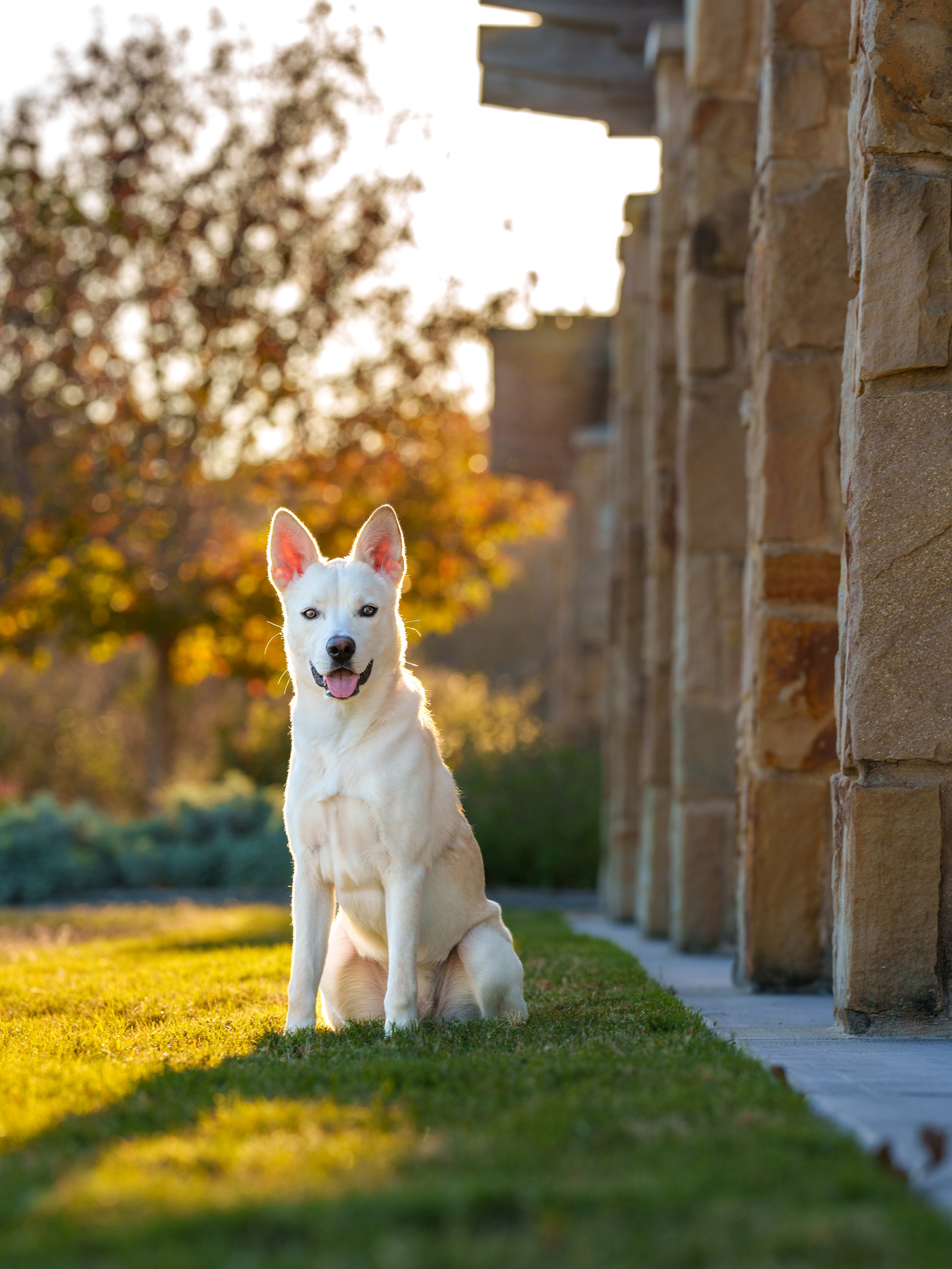 Dog, pet, photography, Dallas, North Dallas, Frisco, Plano, Allen, Richardson, Mckinney