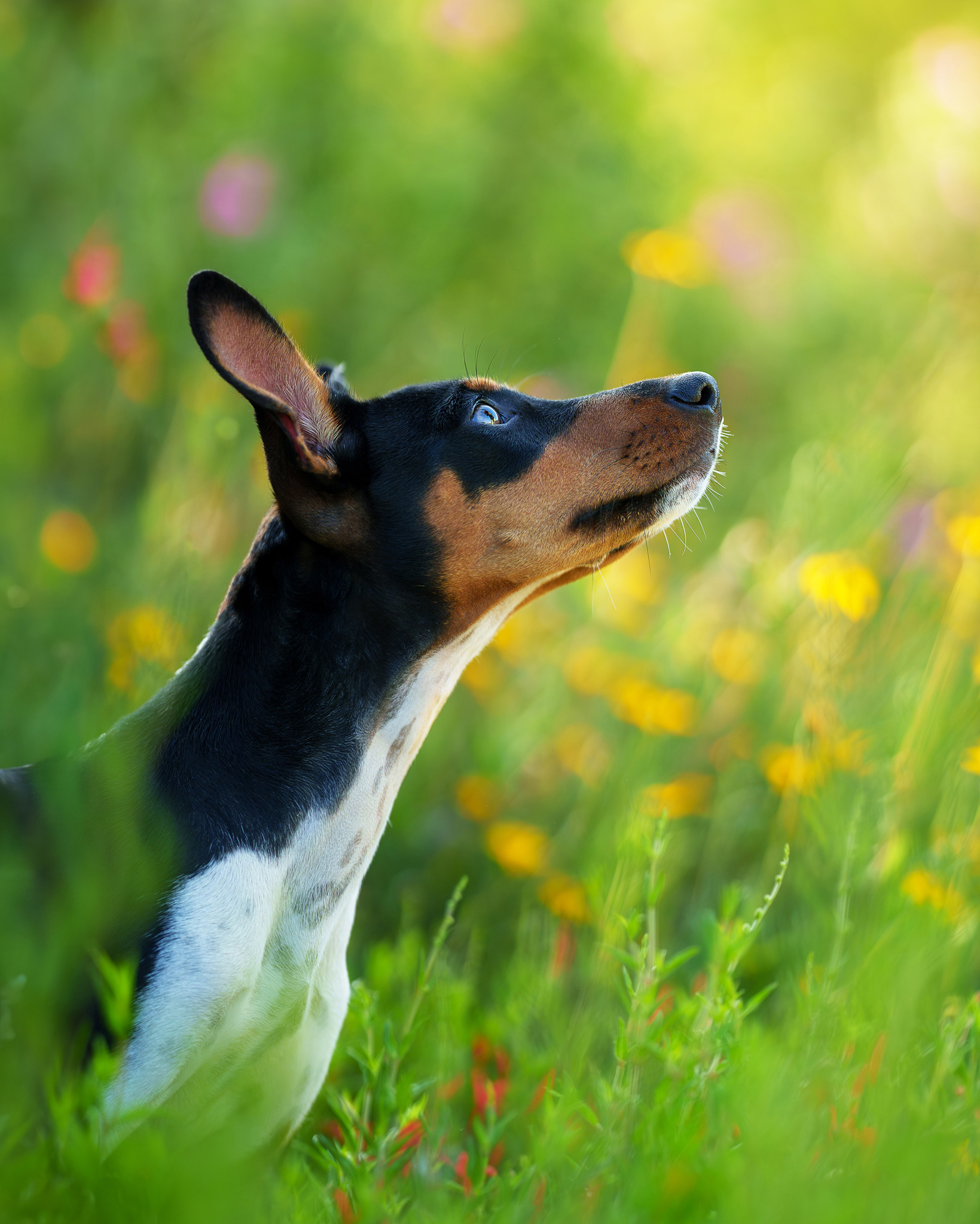 Dog, pet, photography, Dallas, North Dallas, Frisco, Plano, Allen, Richardson, Mckinney