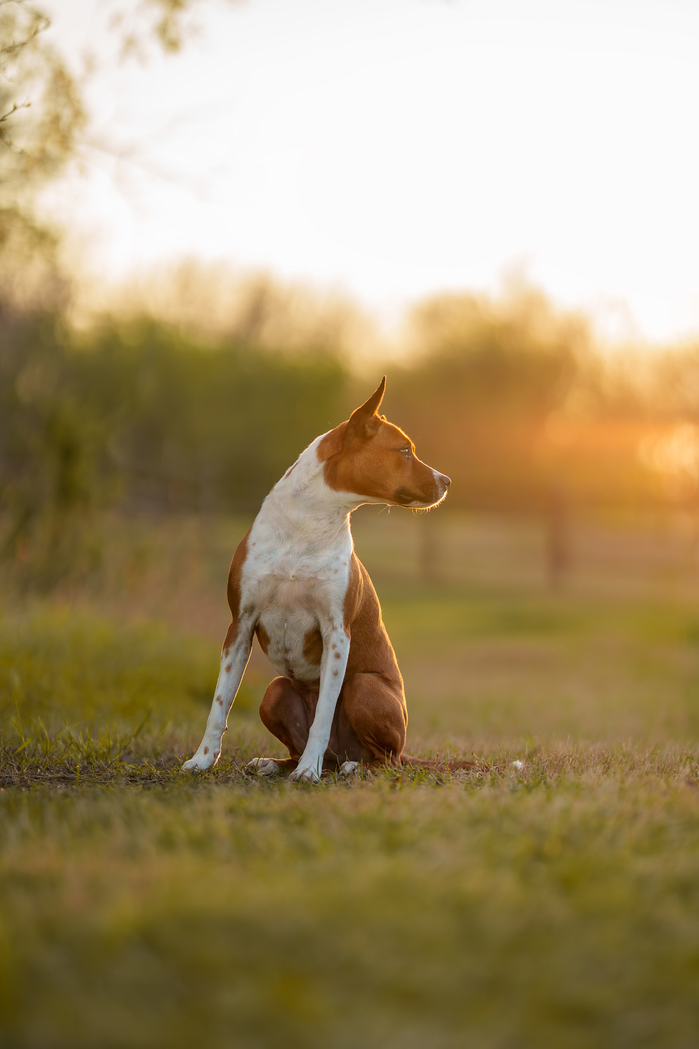Dog, pet, photography, Dallas, North Dallas, Frisco, Plano, Allen, Richardson, Mckinney