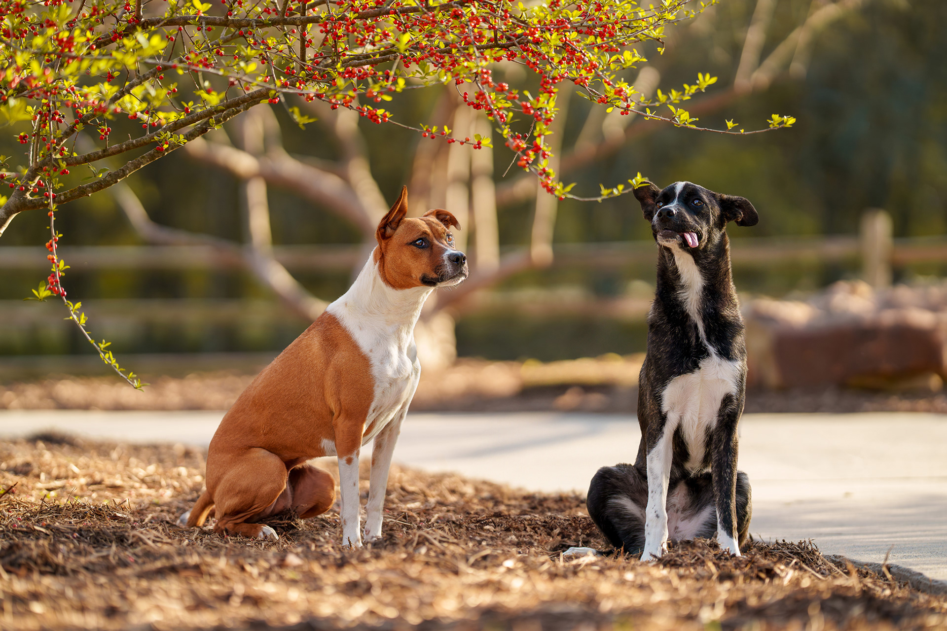 Dog, pet, photography, Dallas, North Dallas, Frisco, Plano, Allen, Richardson, Mckinney