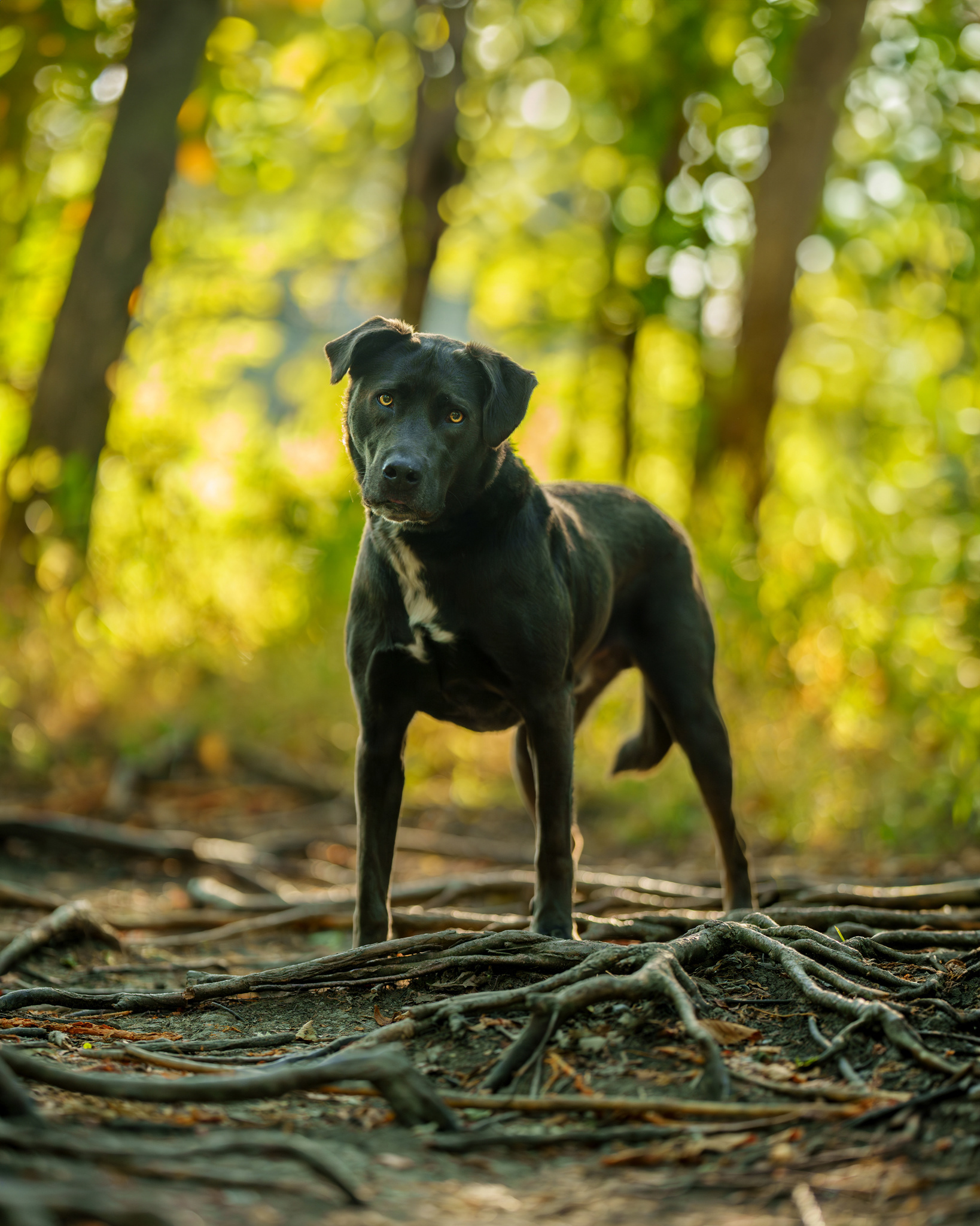 Dog, pet, photography, Dallas, North Dallas, Frisco, Plano, Allen, Richardson, Mckinney