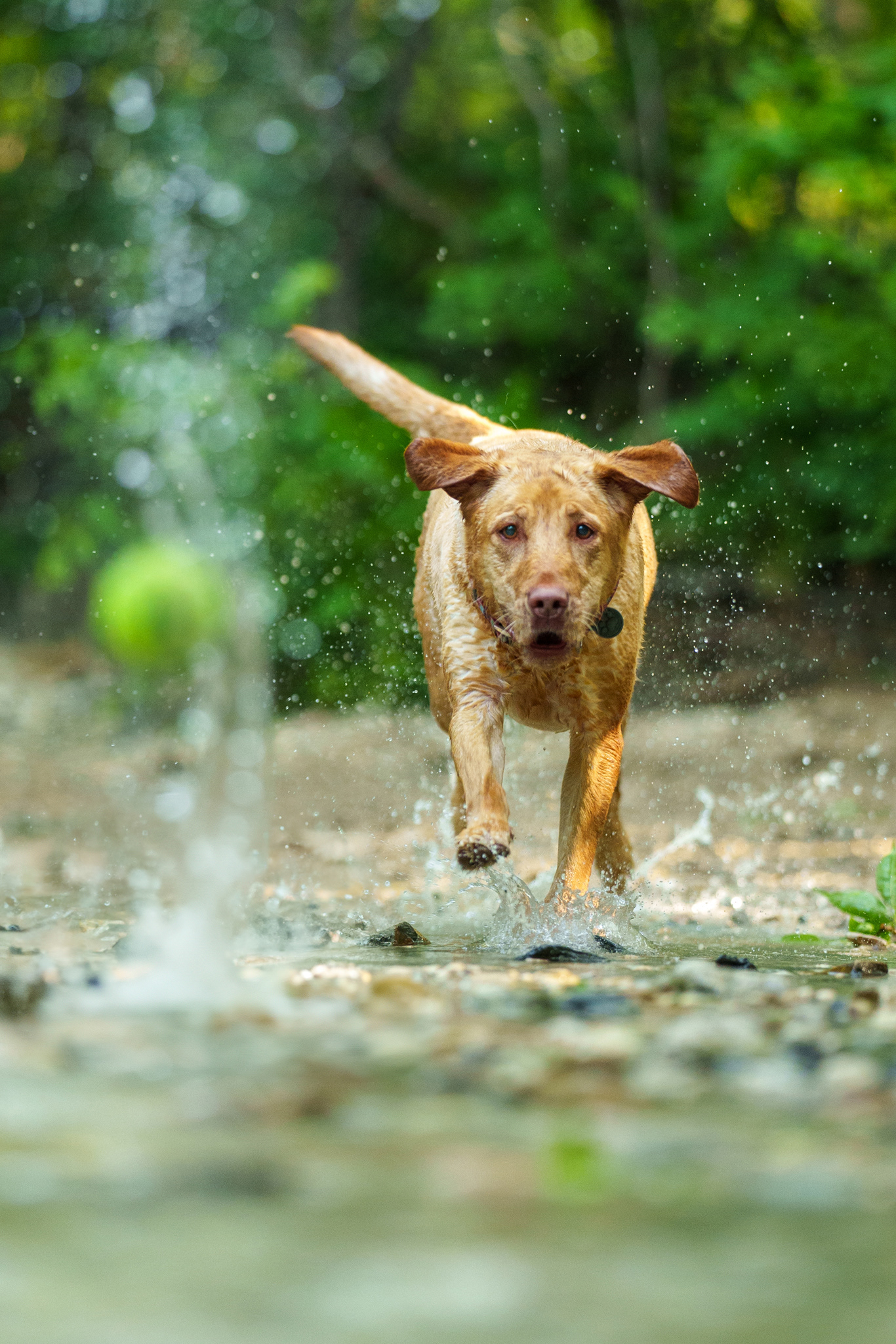 Dog, pet, photography, Dallas, North Dallas, Frisco, Plano, Allen, Richardson, Mckinney