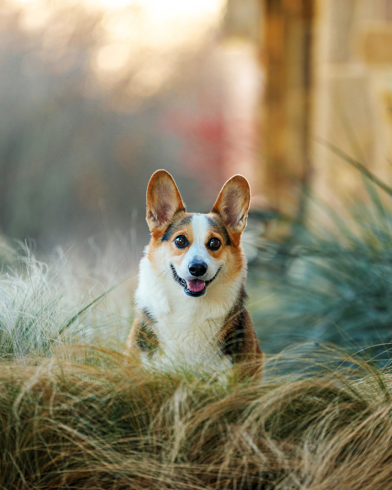 Dog, pet, photography, Dallas, North Dallas, Frisco, Plano, Allen, Richardson, Mckinney