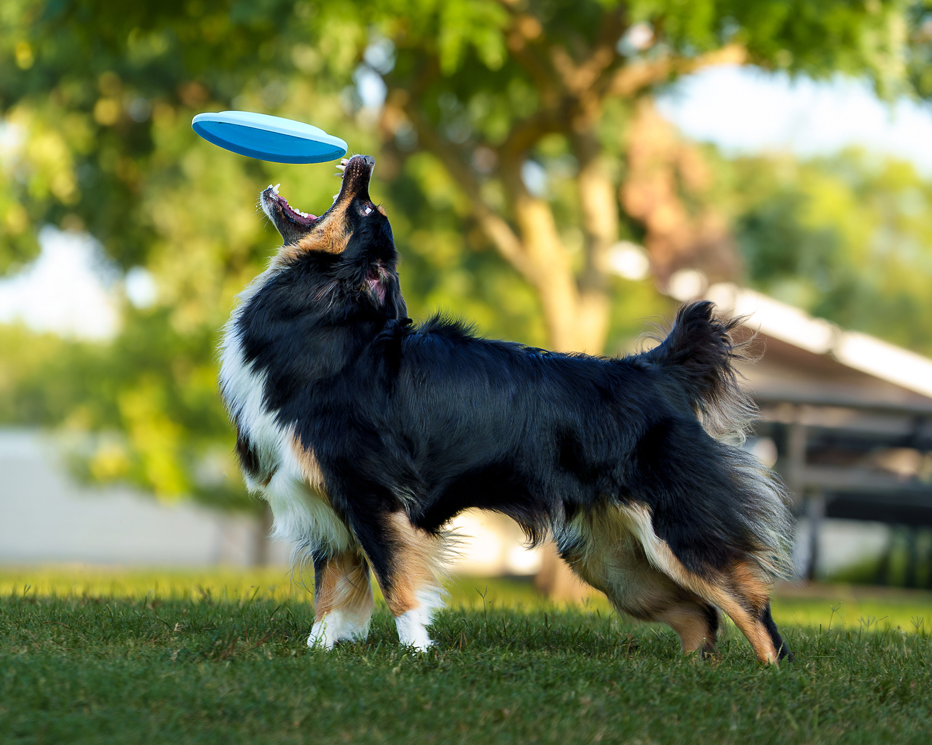 Dog, pet, photography, Dallas, North Dallas, Frisco, Plano, Allen, Richardson, Mckinney