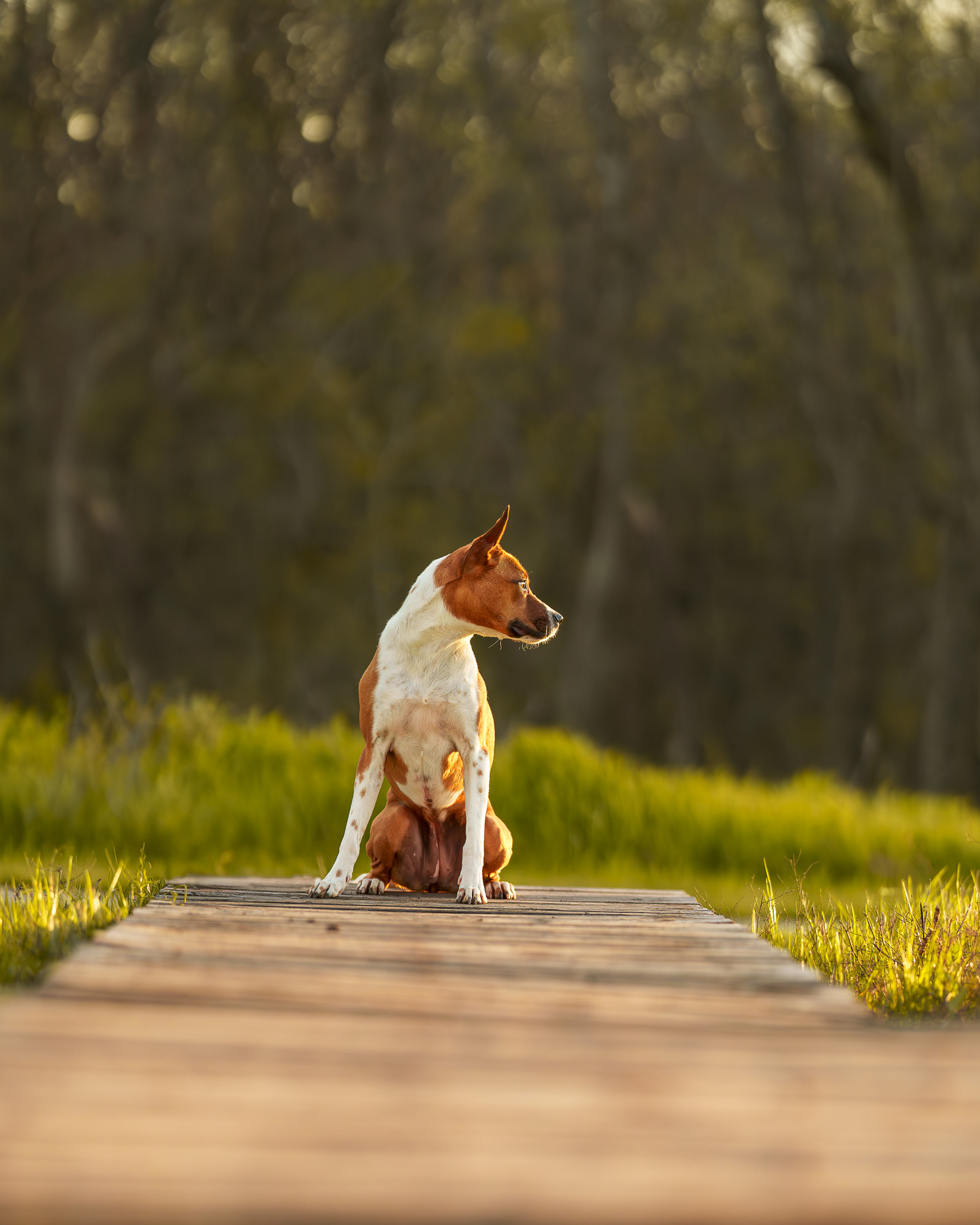 Dog, pet, photography, Dallas, North Dallas, Frisco, Plano, Allen, Richardson, Mckinney