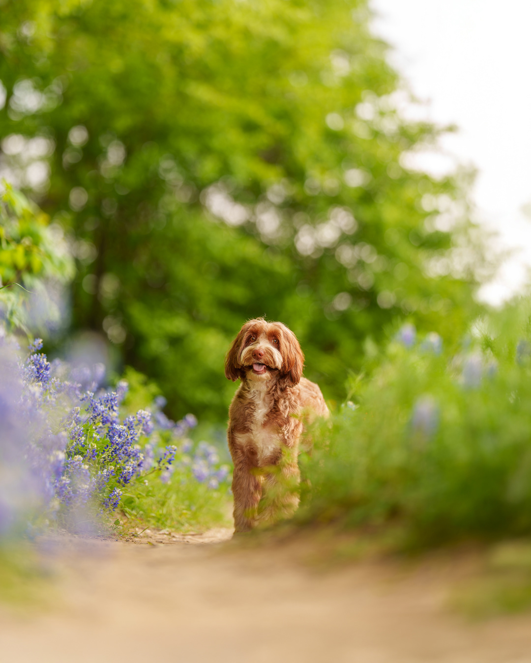Dog, pet, photography, Dallas, North Dallas, Frisco, Plano, Allen, Richardson, Mckinney