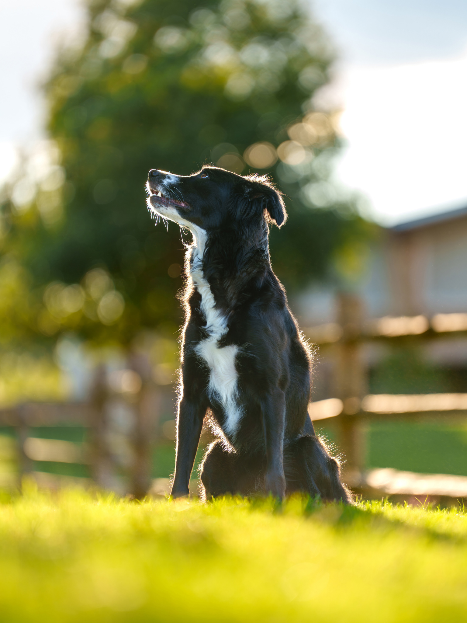 Dog, pet, photography, Dallas, North Dallas, Frisco, Plano, Allen, Richardson, Mckinney