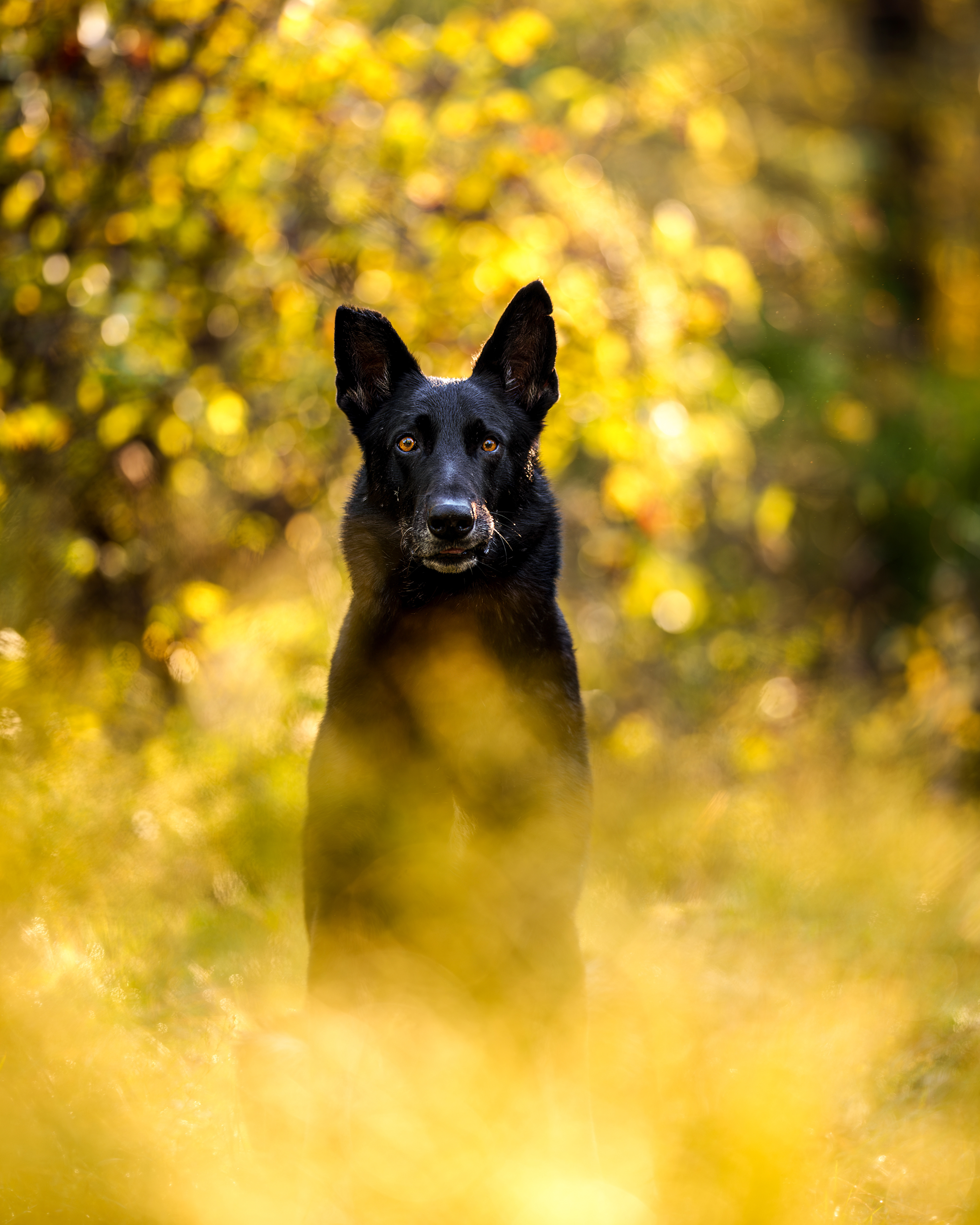 Dog, pet, photography, Dallas, North Dallas, Frisco, Plano, Allen, Richardson, Mckinney