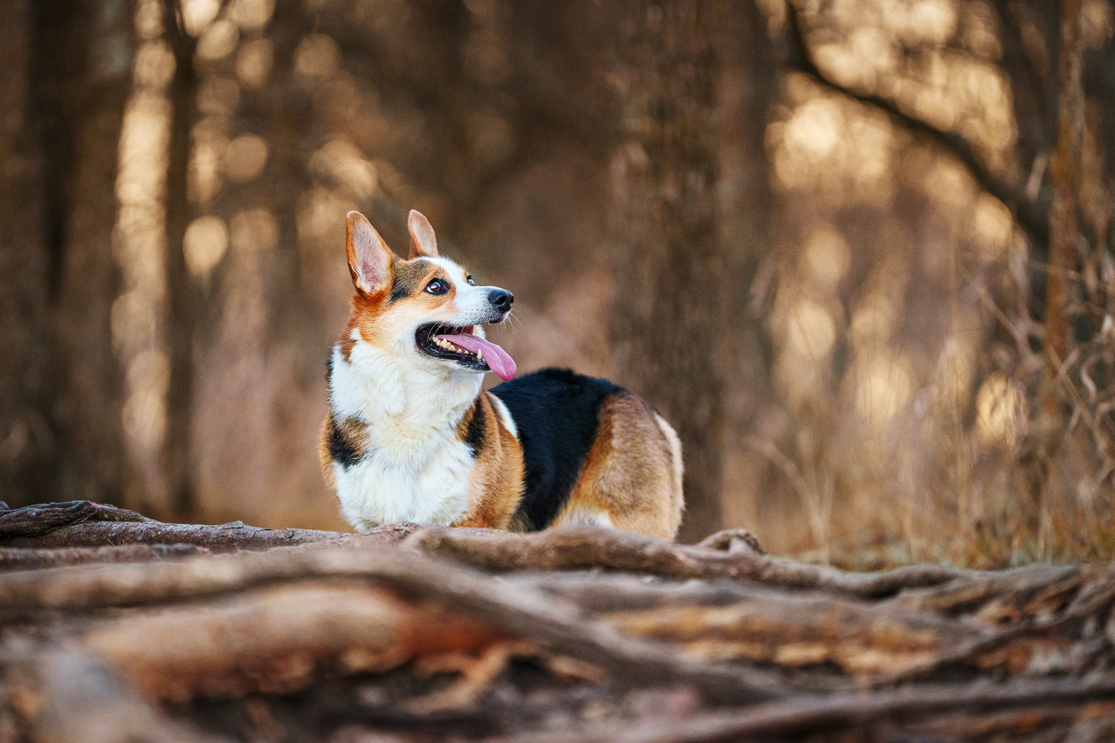 Dog, pet, photography, Dallas, North Dallas, Frisco, Plano, Allen, Richardson, Mckinney