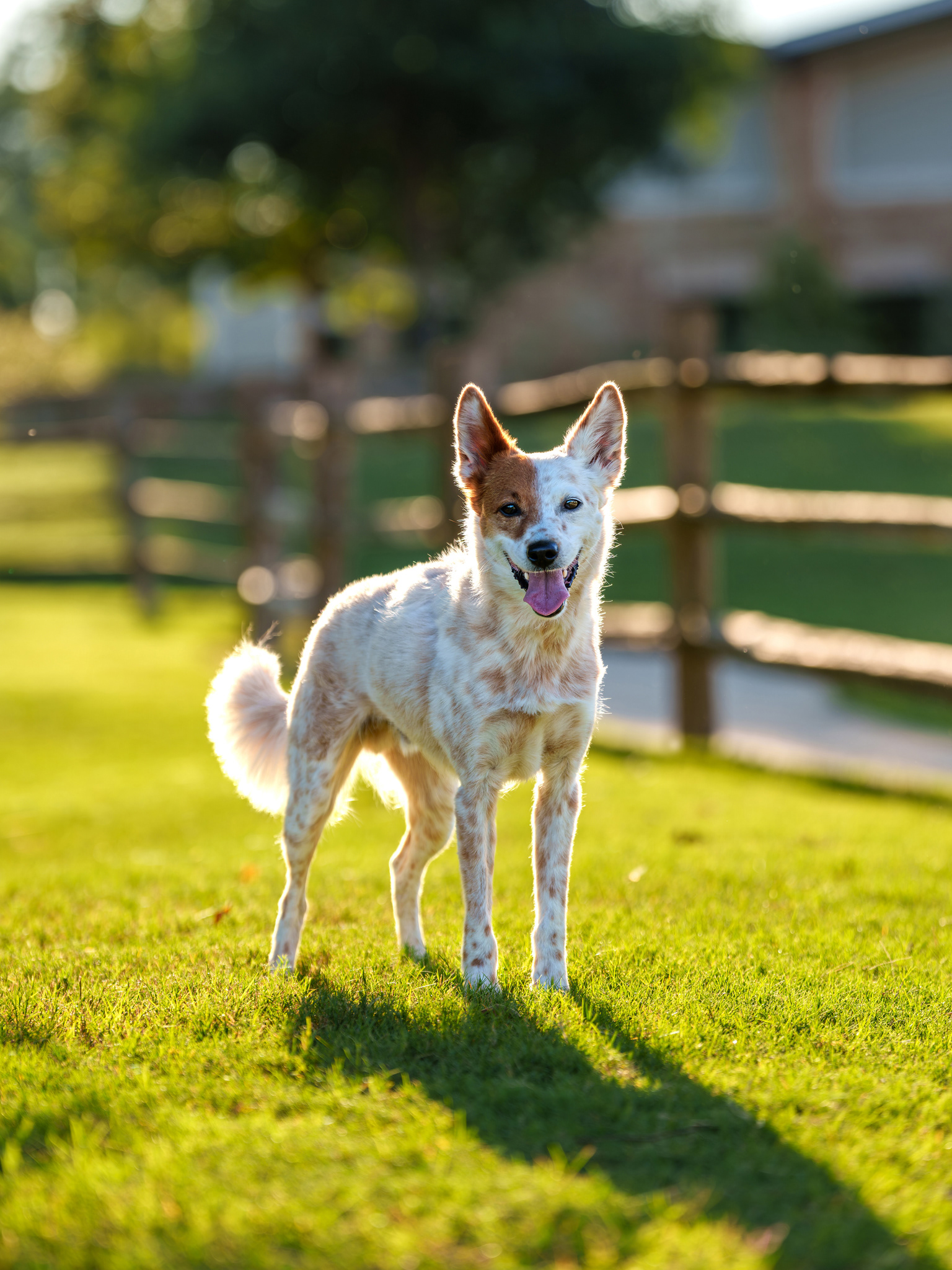 Dog, pet, photography, Dallas, North Dallas, Frisco, Plano, Allen, Richardson, Mckinney