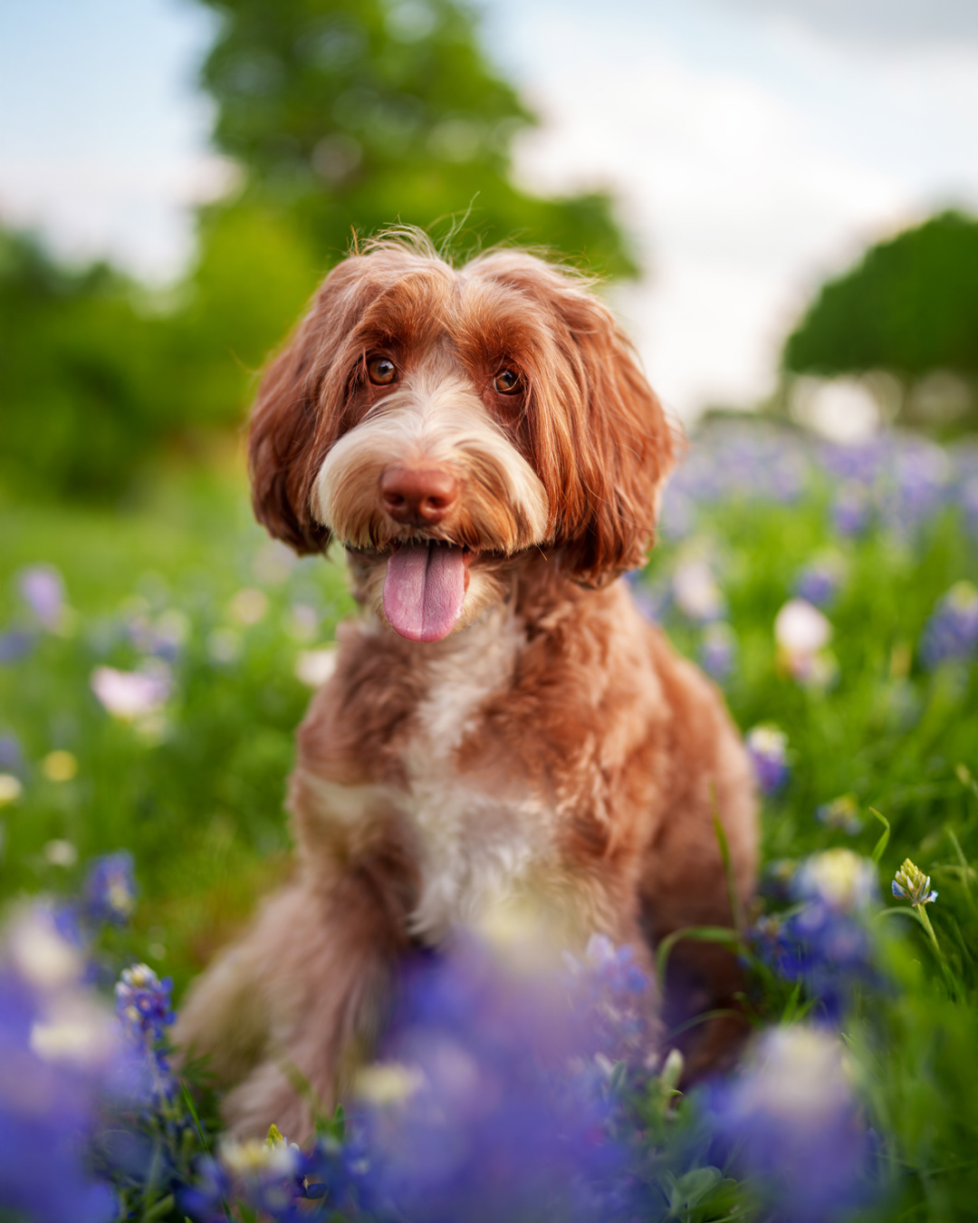 Dog, pet, photography, Dallas, North Dallas, Frisco, Plano, Allen, Richardson, Mckinney