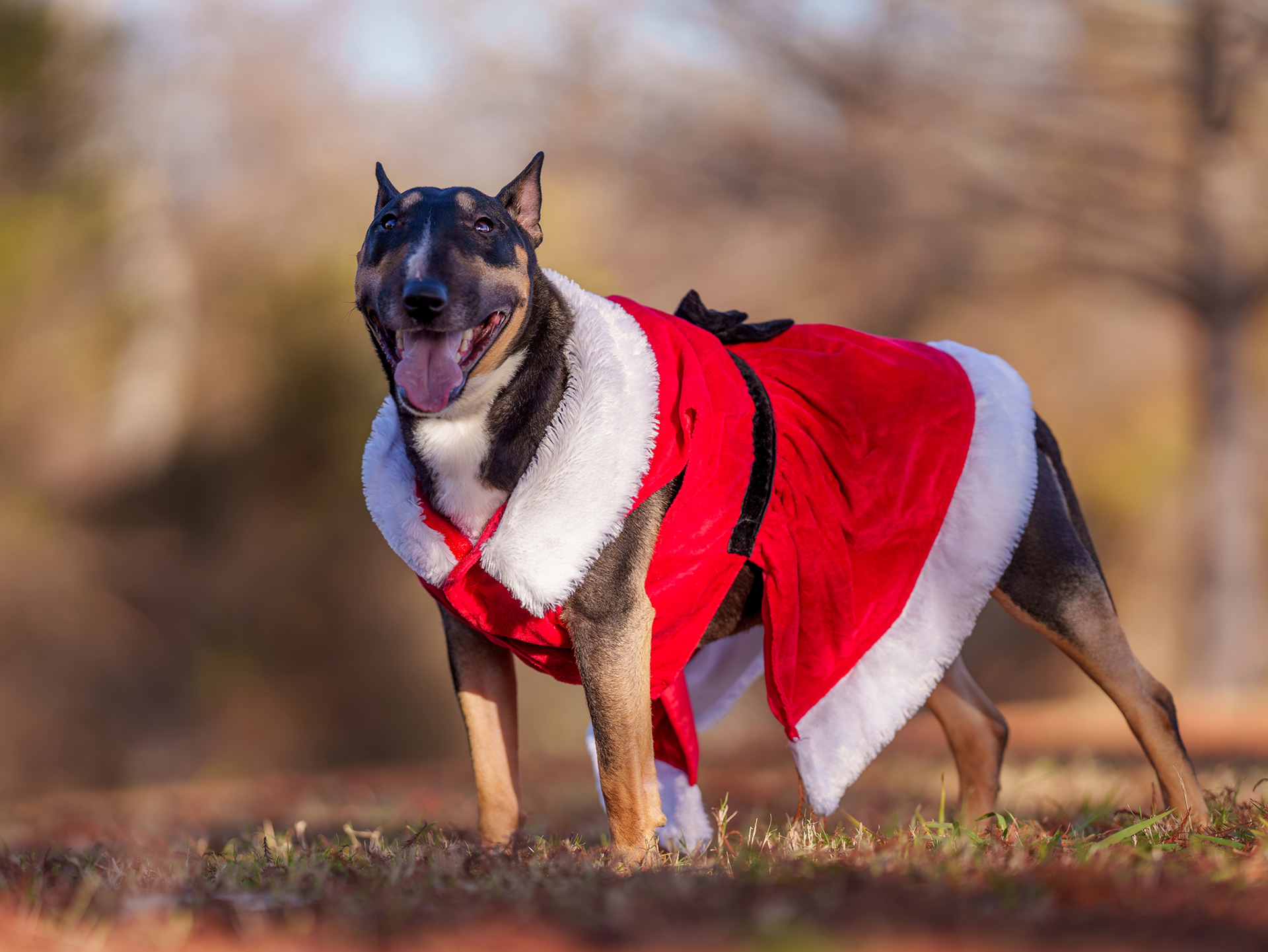 Dog, pet, photography, Dallas, North Dallas, Frisco, Plano, Allen, Richardson, Mckinney