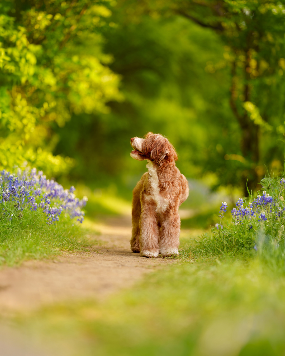 Dog, pet, photography, Dallas, North Dallas, Frisco, Plano, Allen, Richardson, Mckinney