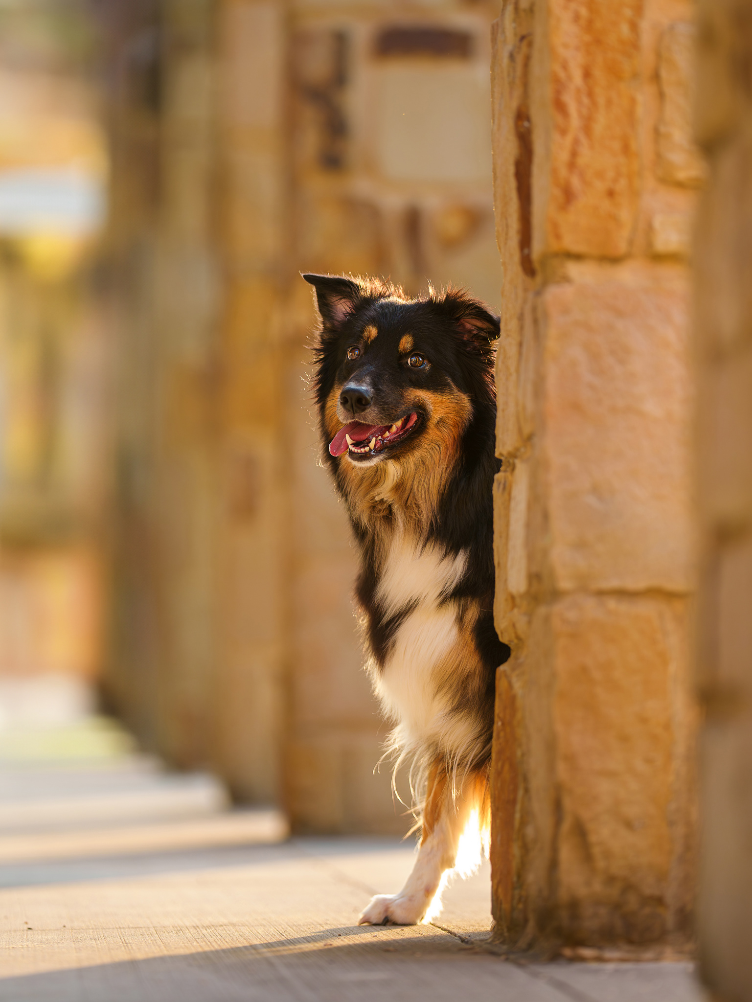 Dog, pet, photography, Dallas, North Dallas, Frisco, Plano, Allen, Richardson, Mckinney