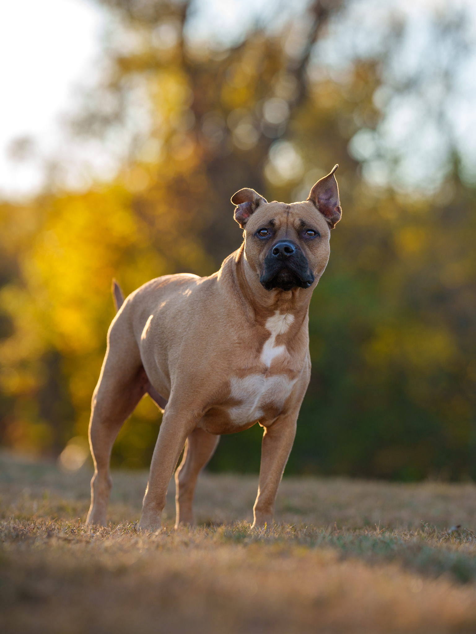 Dog, pet, photography, Dallas, North Dallas, Frisco, Plano, Allen, Richardson, Mckinney