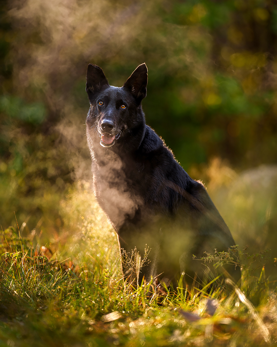Dog, pet, photography, Dallas, North Dallas, Frisco, Plano, Allen, Richardson, Mckinney