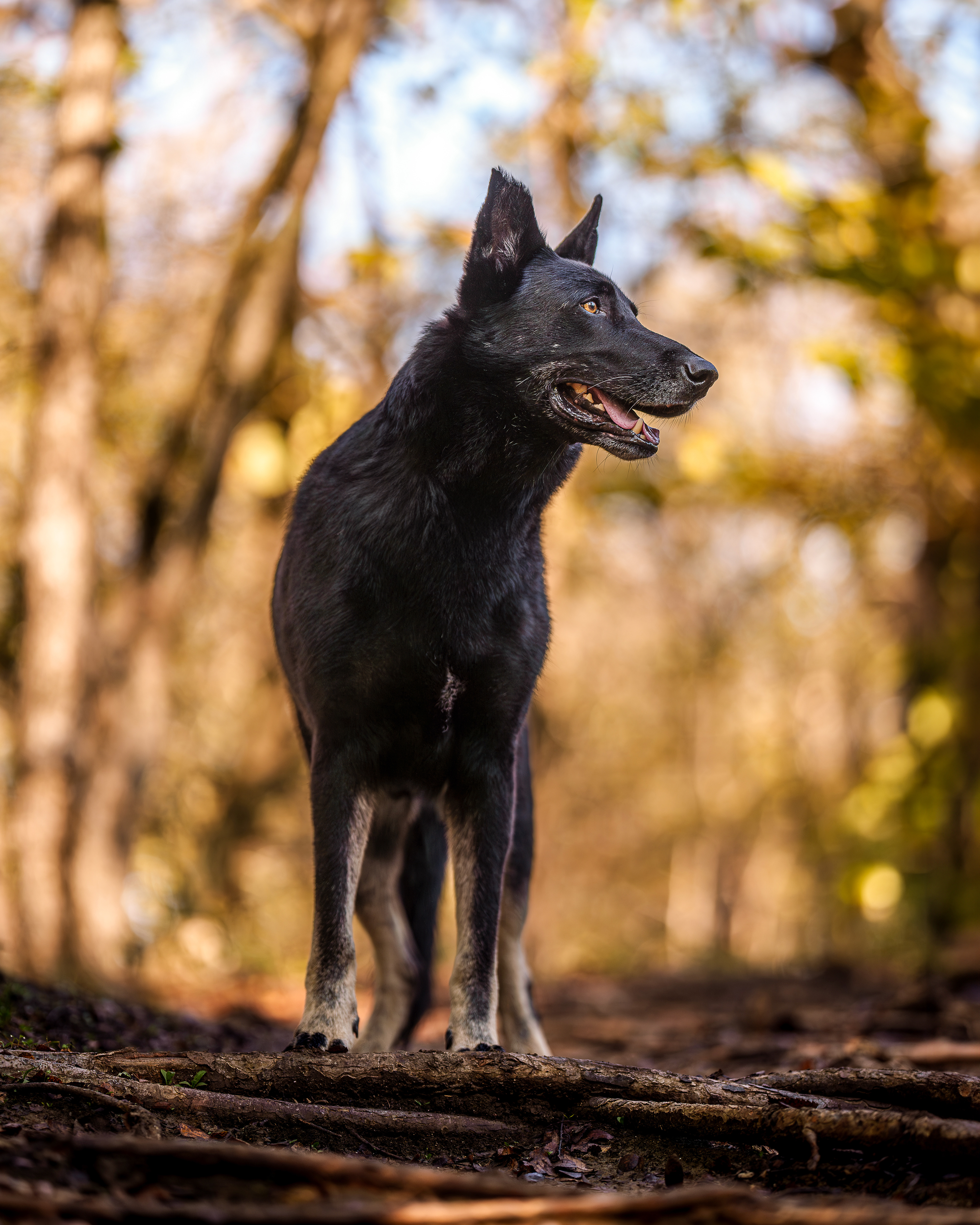 Dog, pet, photography, Dallas, North Dallas, Frisco, Plano, Allen, Richardson, Mckinney
