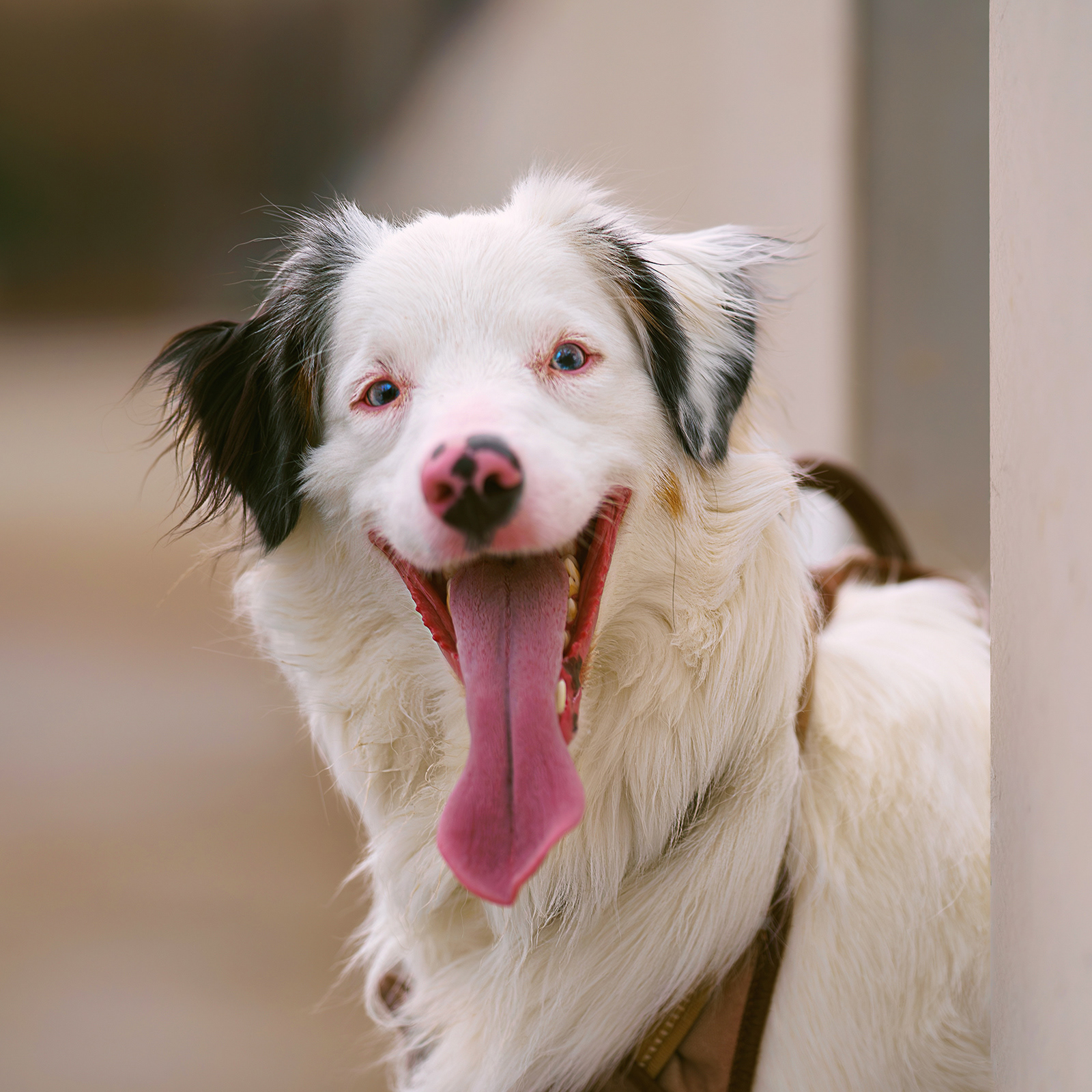 Dog, pet, photography, Dallas, North Dallas, Frisco, Plano, Allen, Richardson, Mckinney