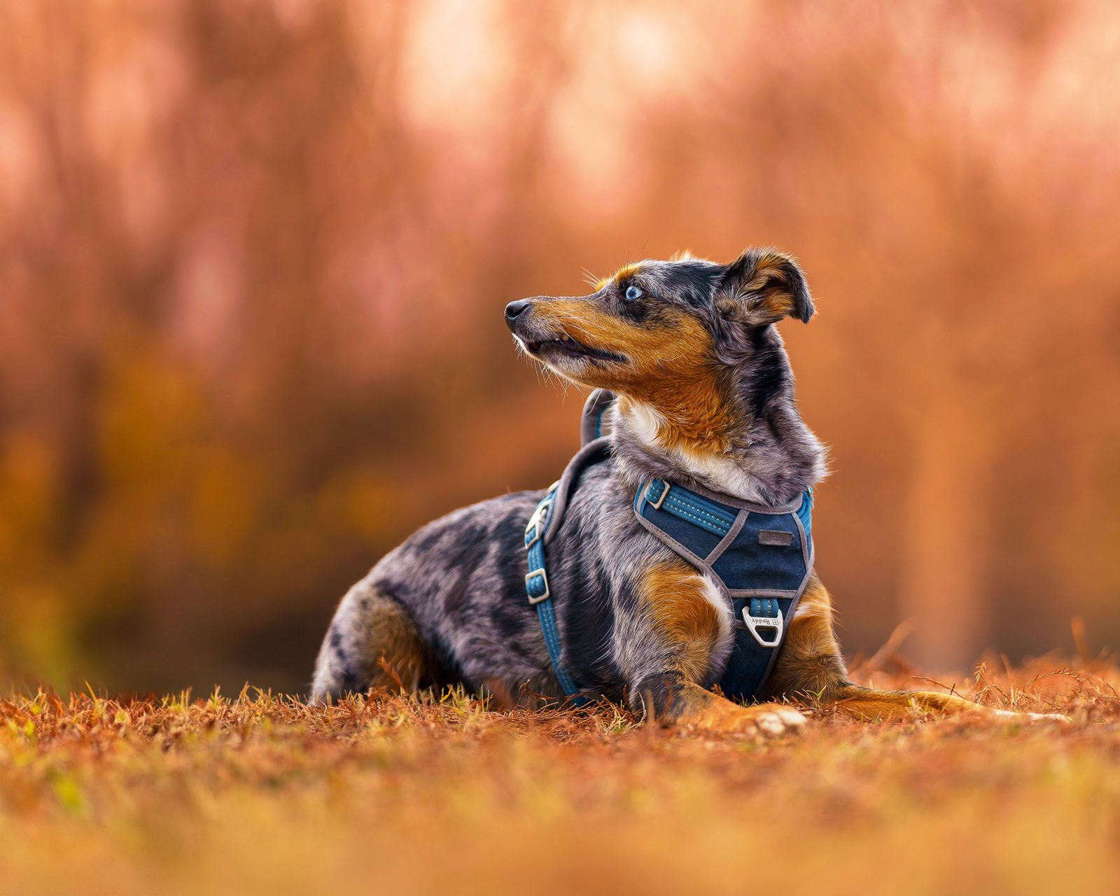 Dog, pet, photography, Dallas, North Dallas, Frisco, Plano, Allen, Richardson, Mckinney