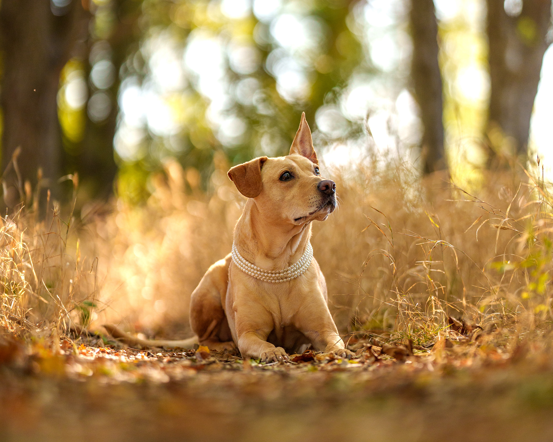 Dog, pet, photography, Dallas, North Dallas, Frisco, Plano, Allen, Richardson, Mckinney