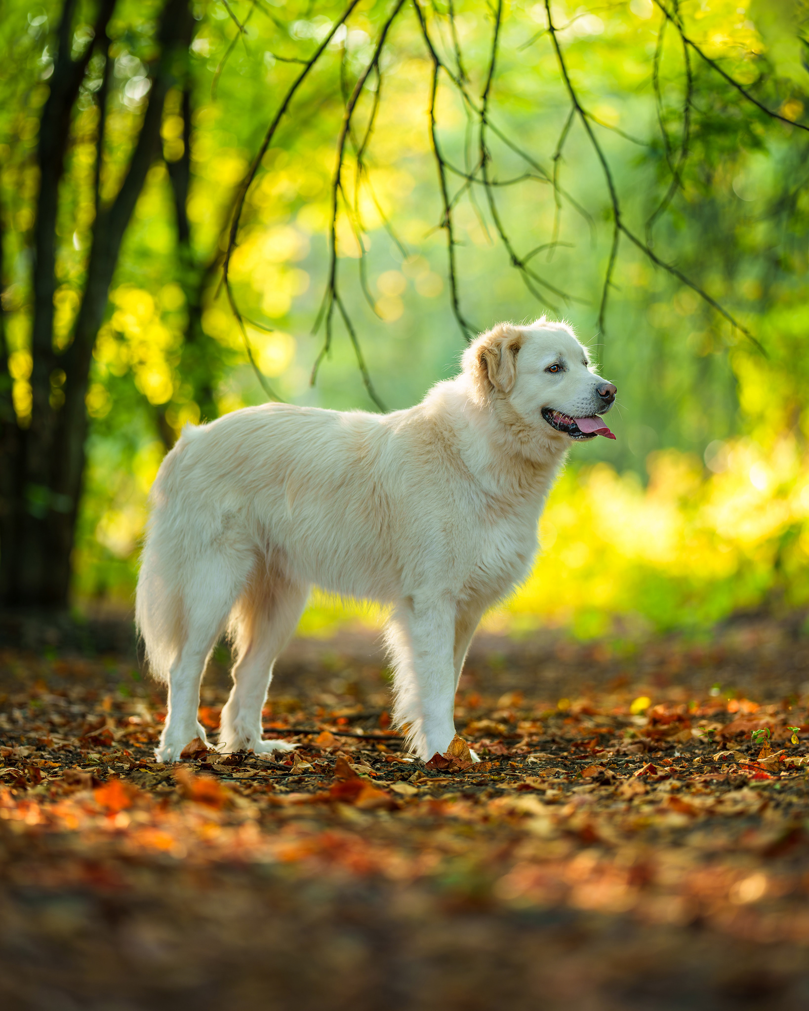 Dog, pet, photography, Dallas, North Dallas, Frisco, Plano, Allen, Richardson, Mckinney